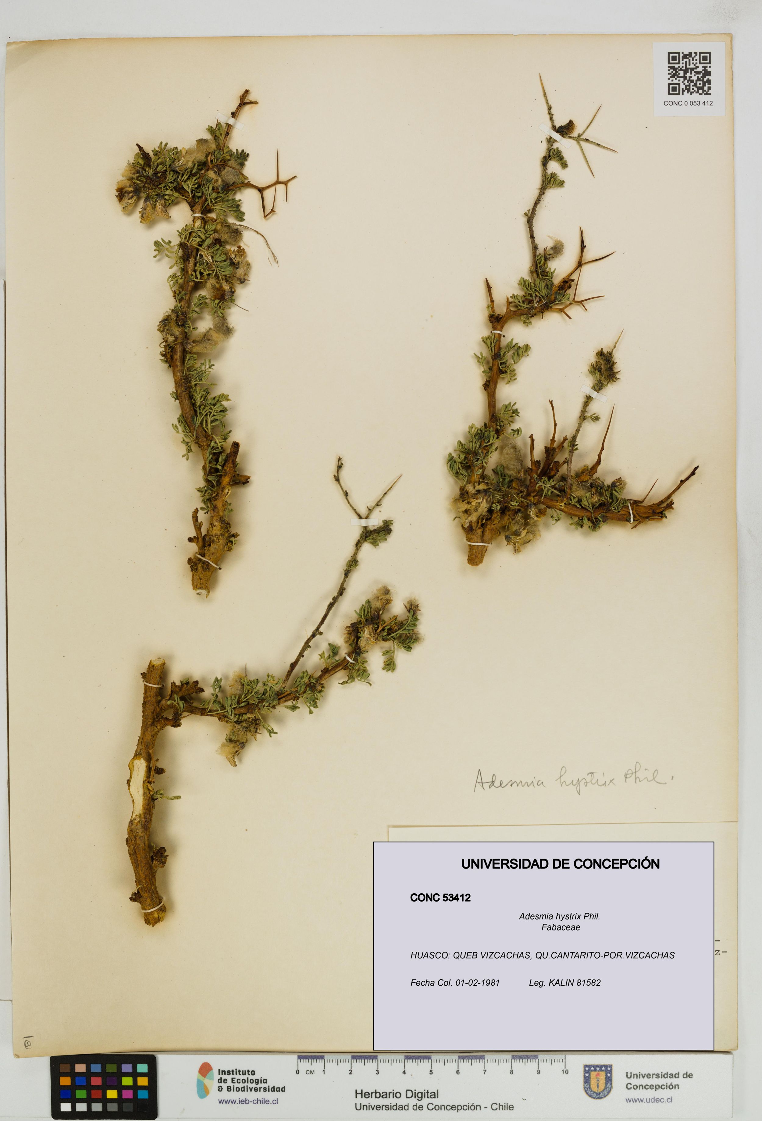 Adesmia hystrix [Espécimen: ]