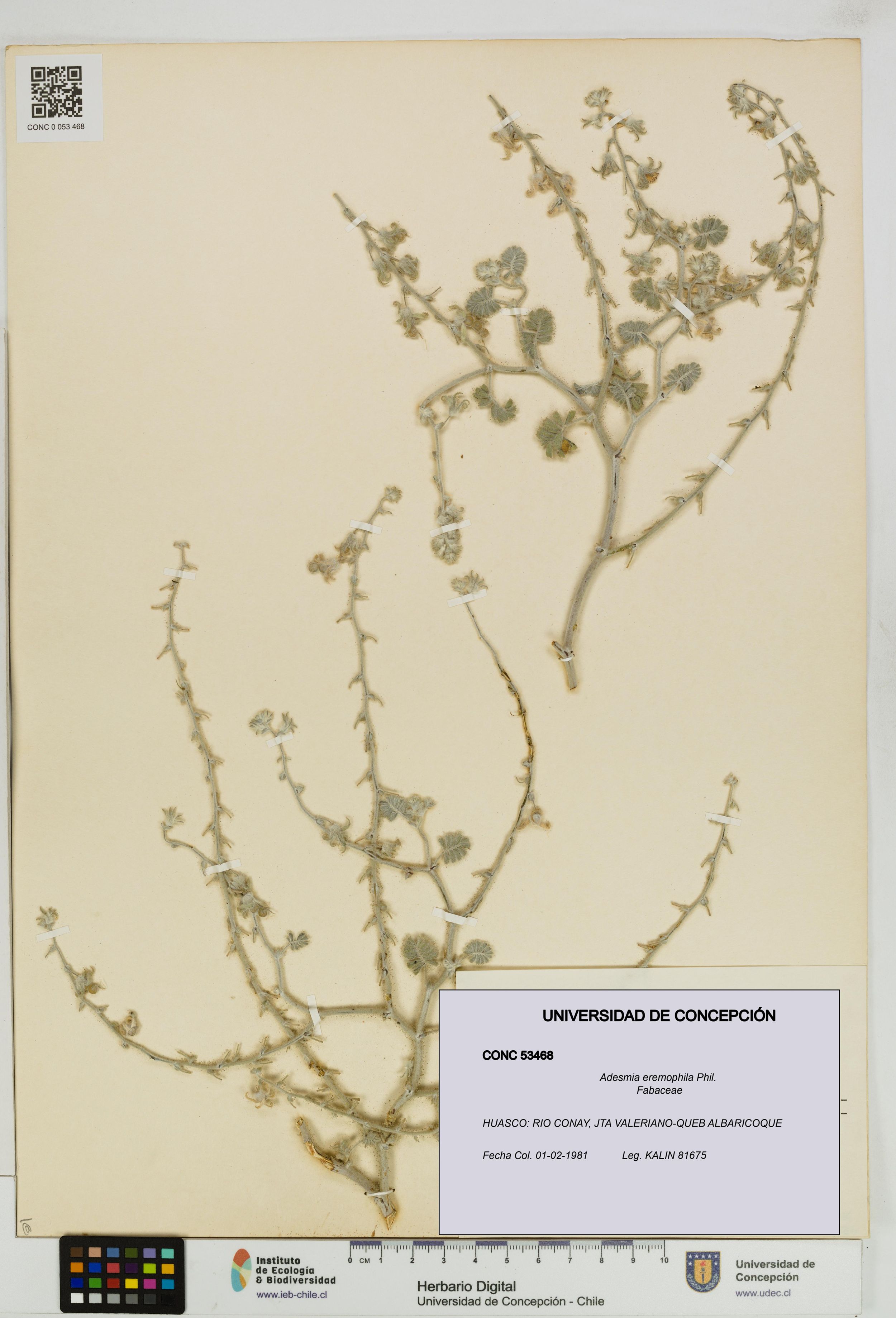 Adesmia eremophila [Espécimen: ]