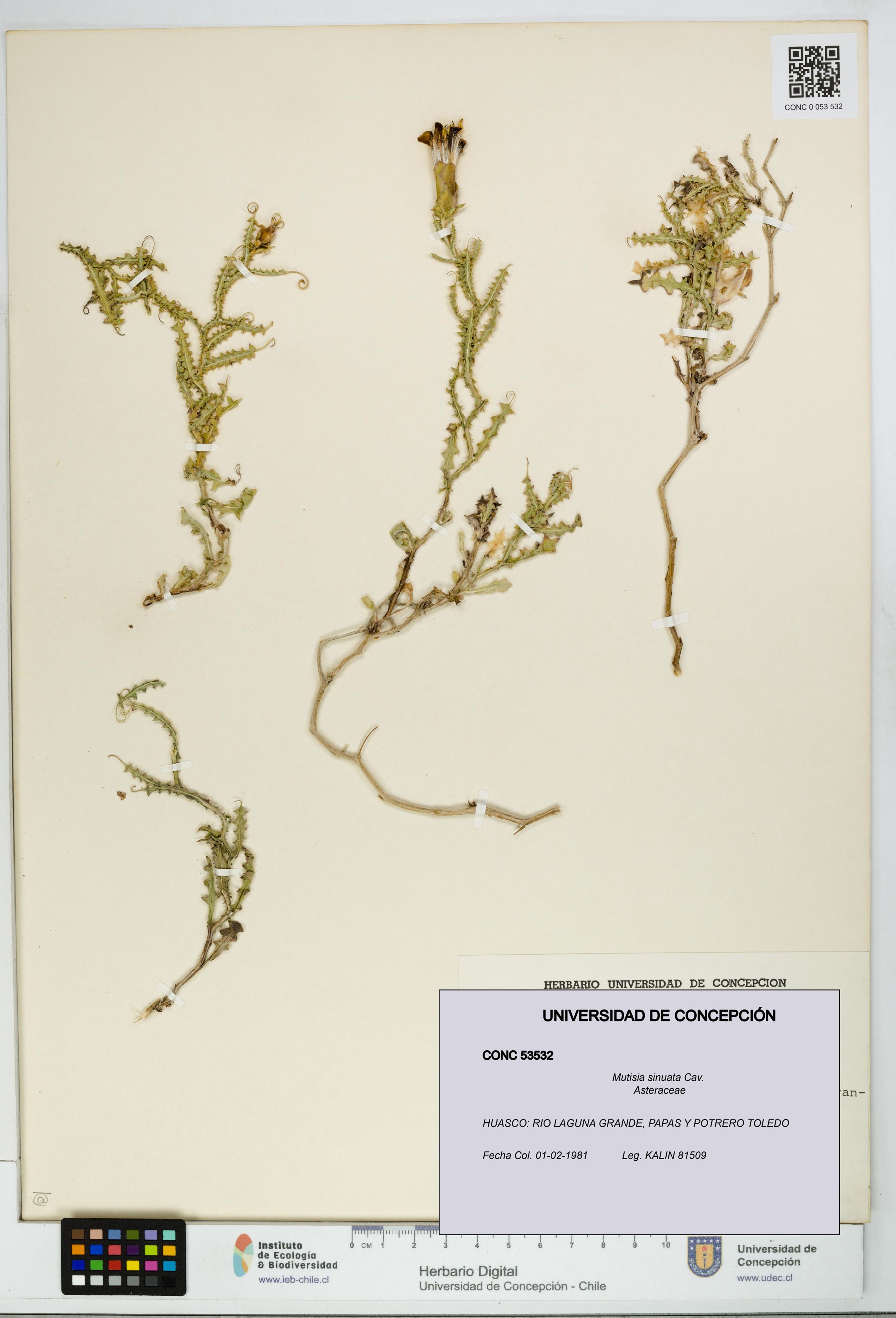 Mutisia sinuata [Espécimen: ]