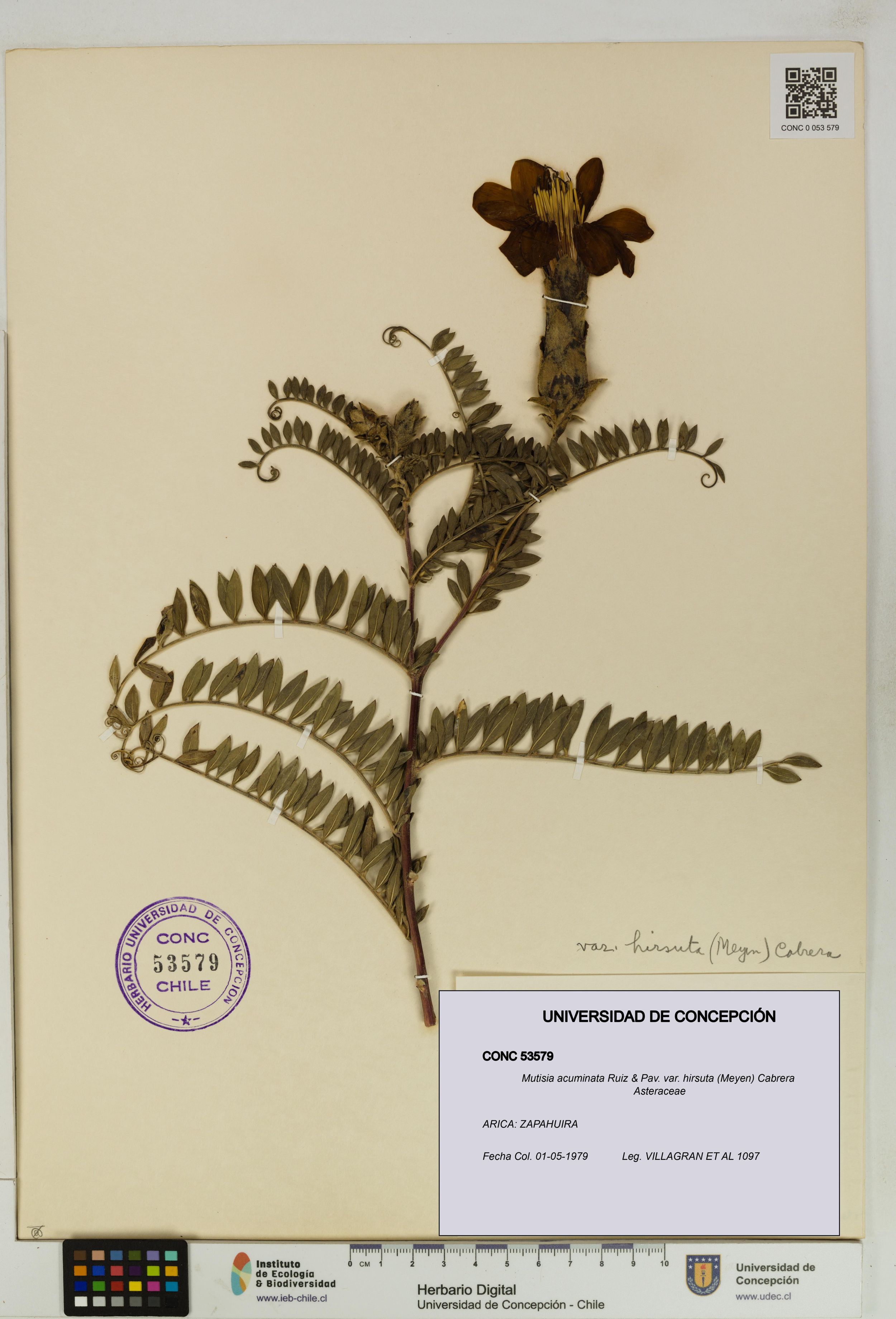 Mutisia acuminata var. hirsuta [Espécimen: ]