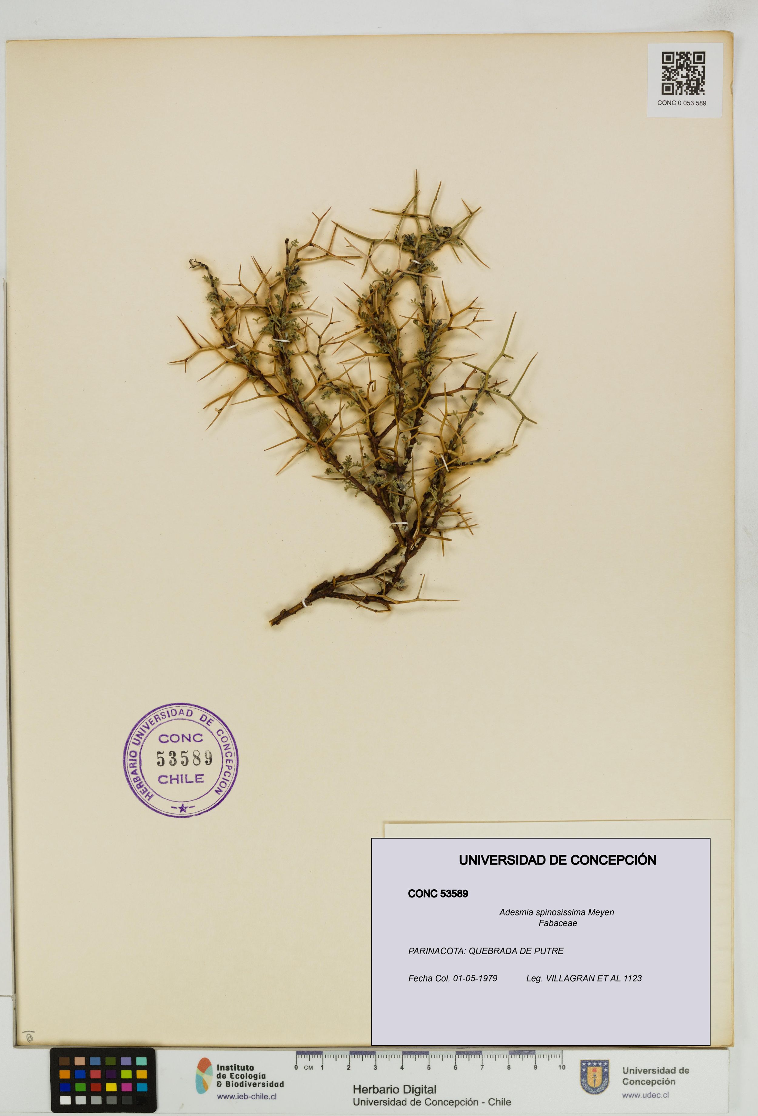 Adesmia spinosissima [Espécimen: ]