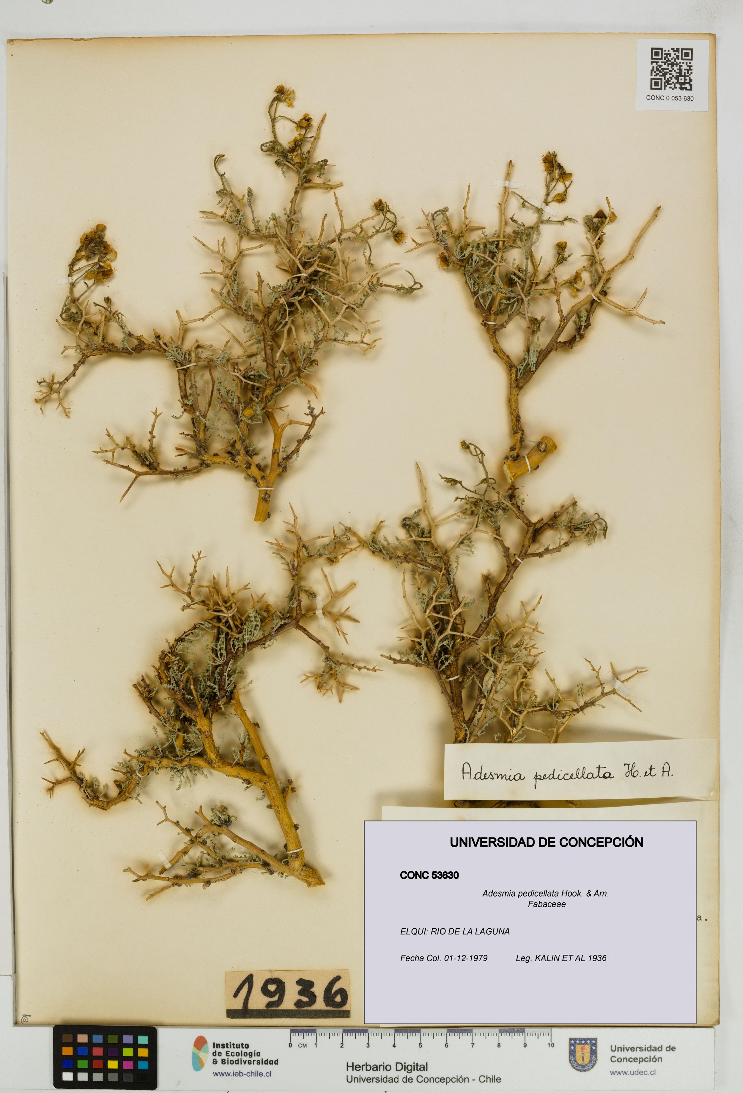 Adesmia pedicellata [Espécimen: ]