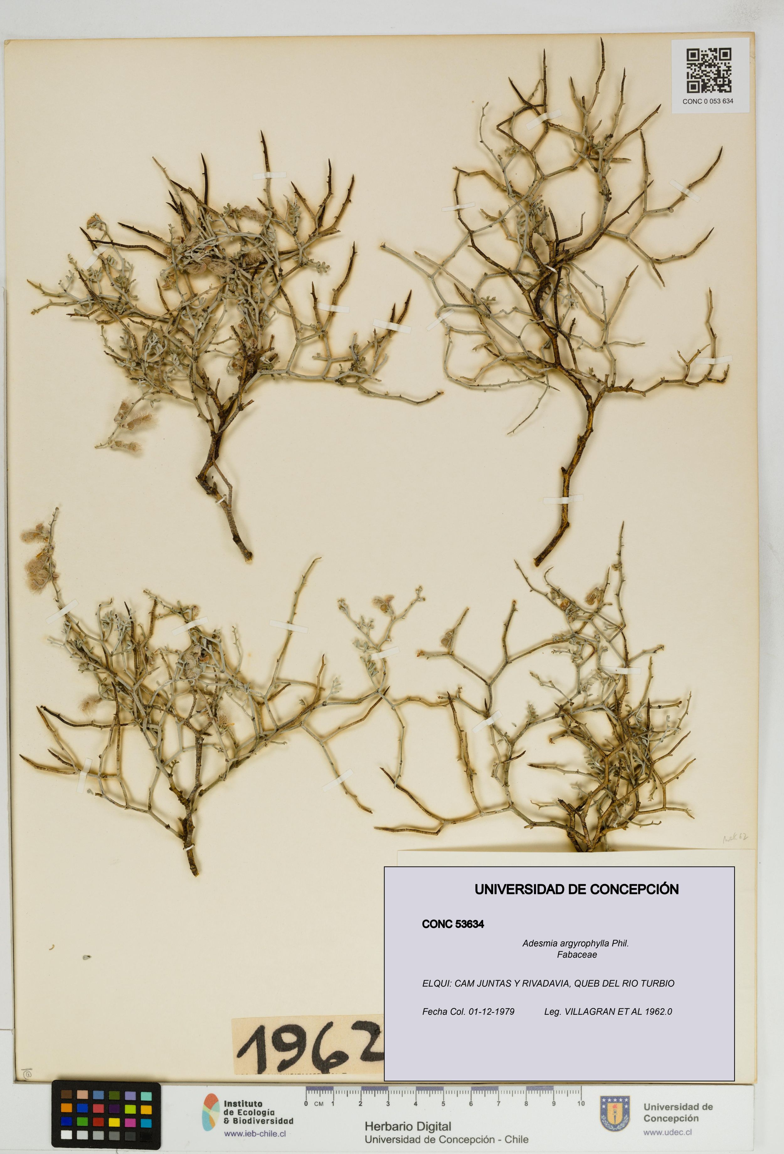 Adesmia argyrophylla [Espécimen: ]