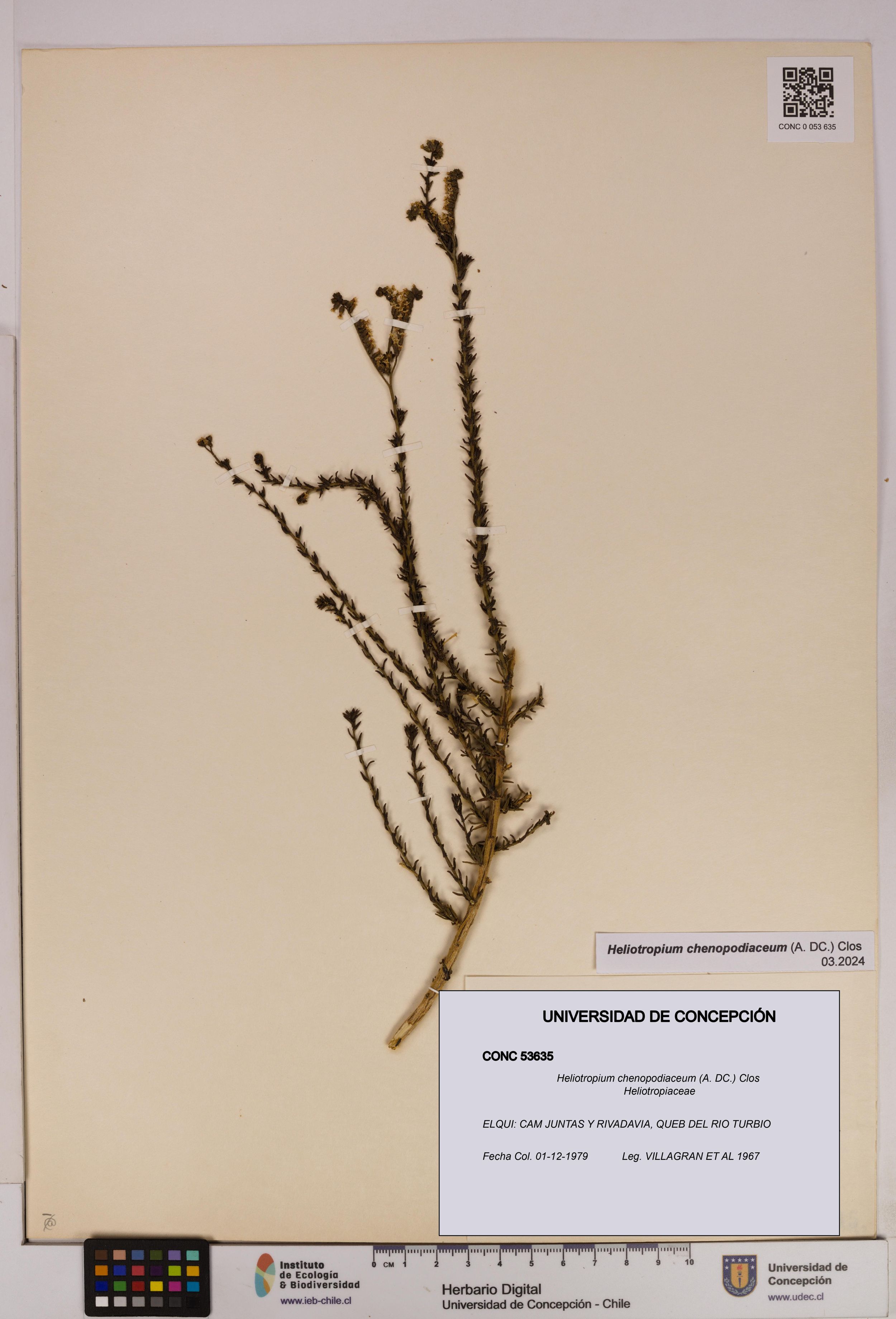 Heliotropium chenopodiaceum [Espécimen: ]
