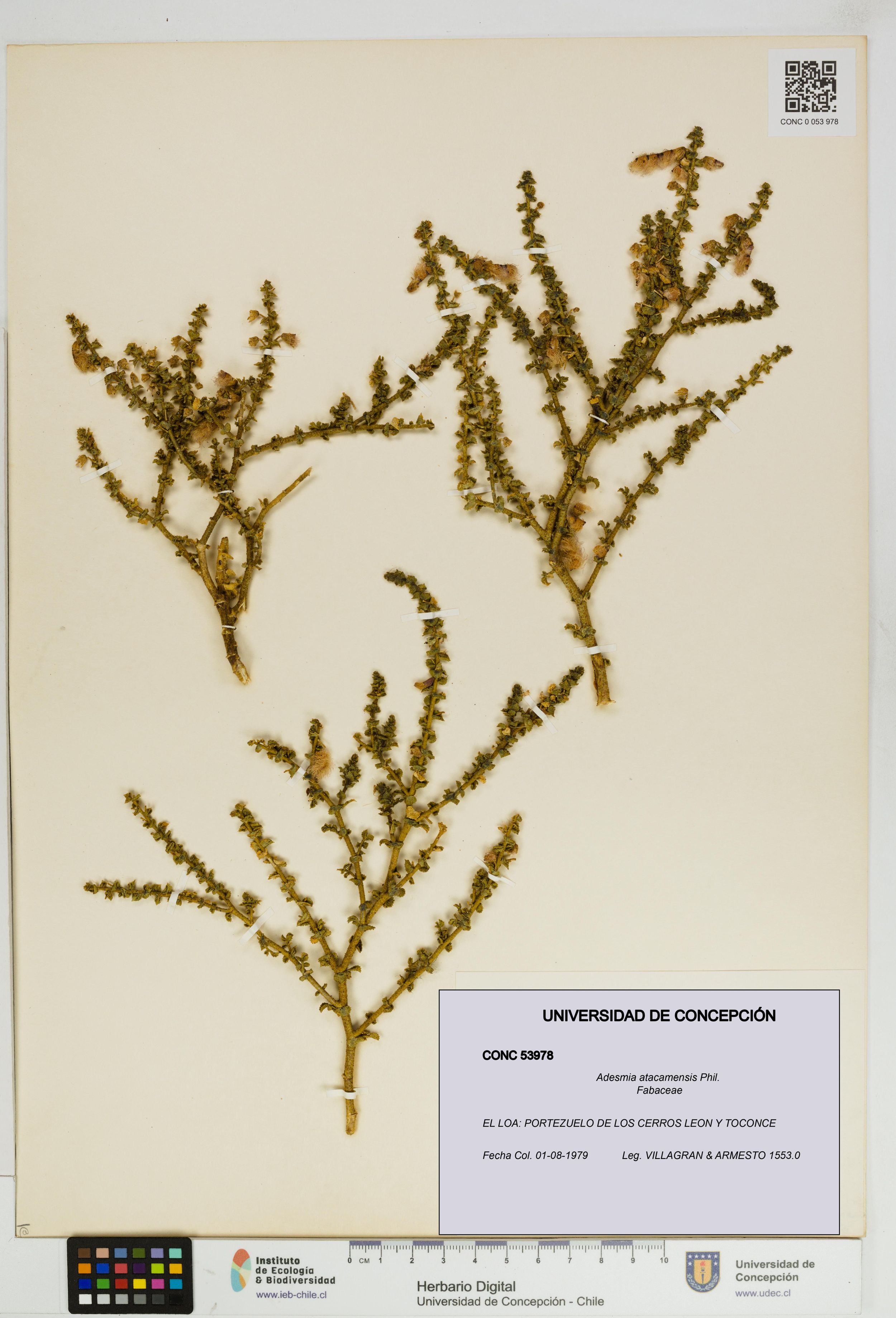 Adesmia atacamensis [Espécimen: ]