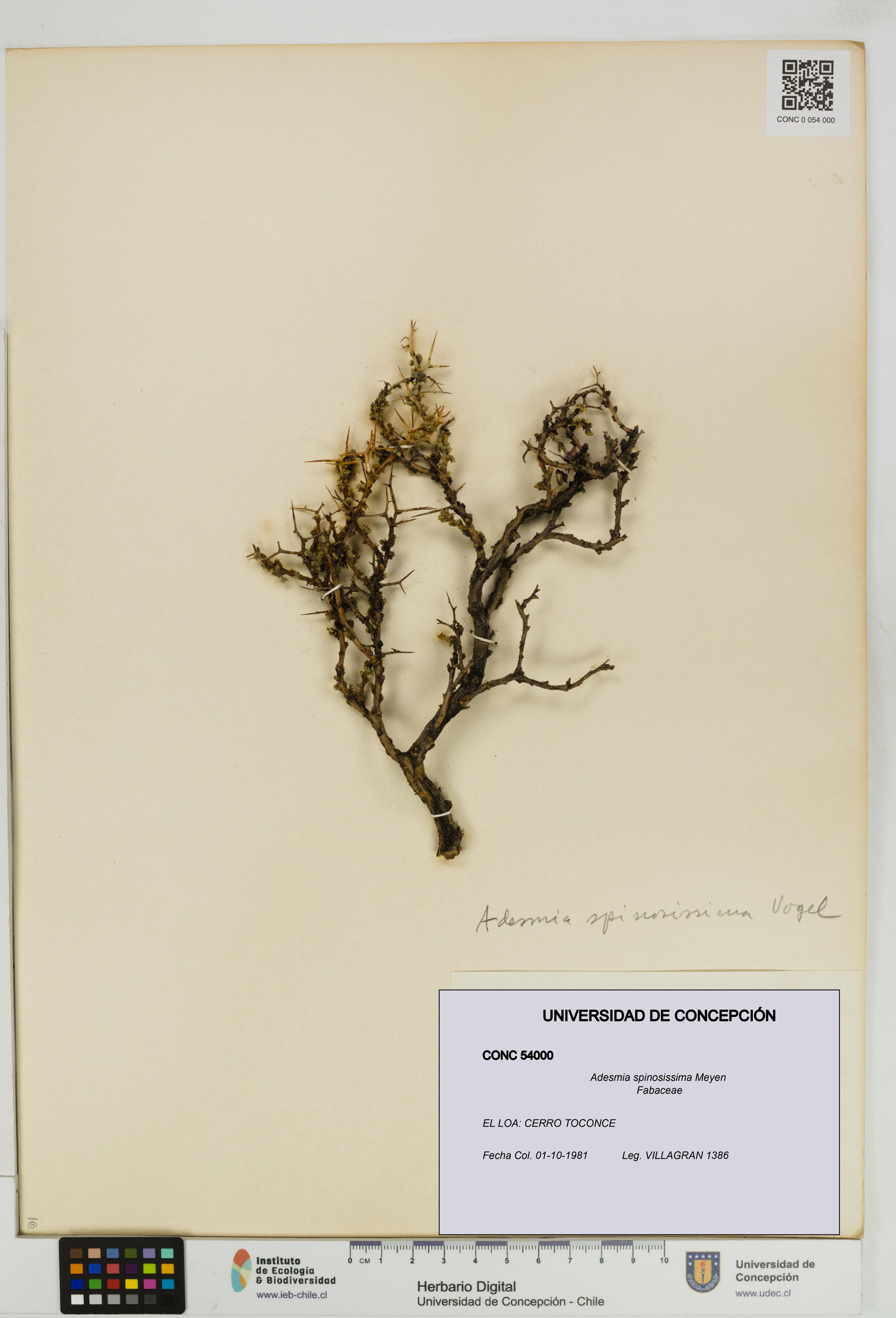 Adesmia spinosissima [Espécimen: ]