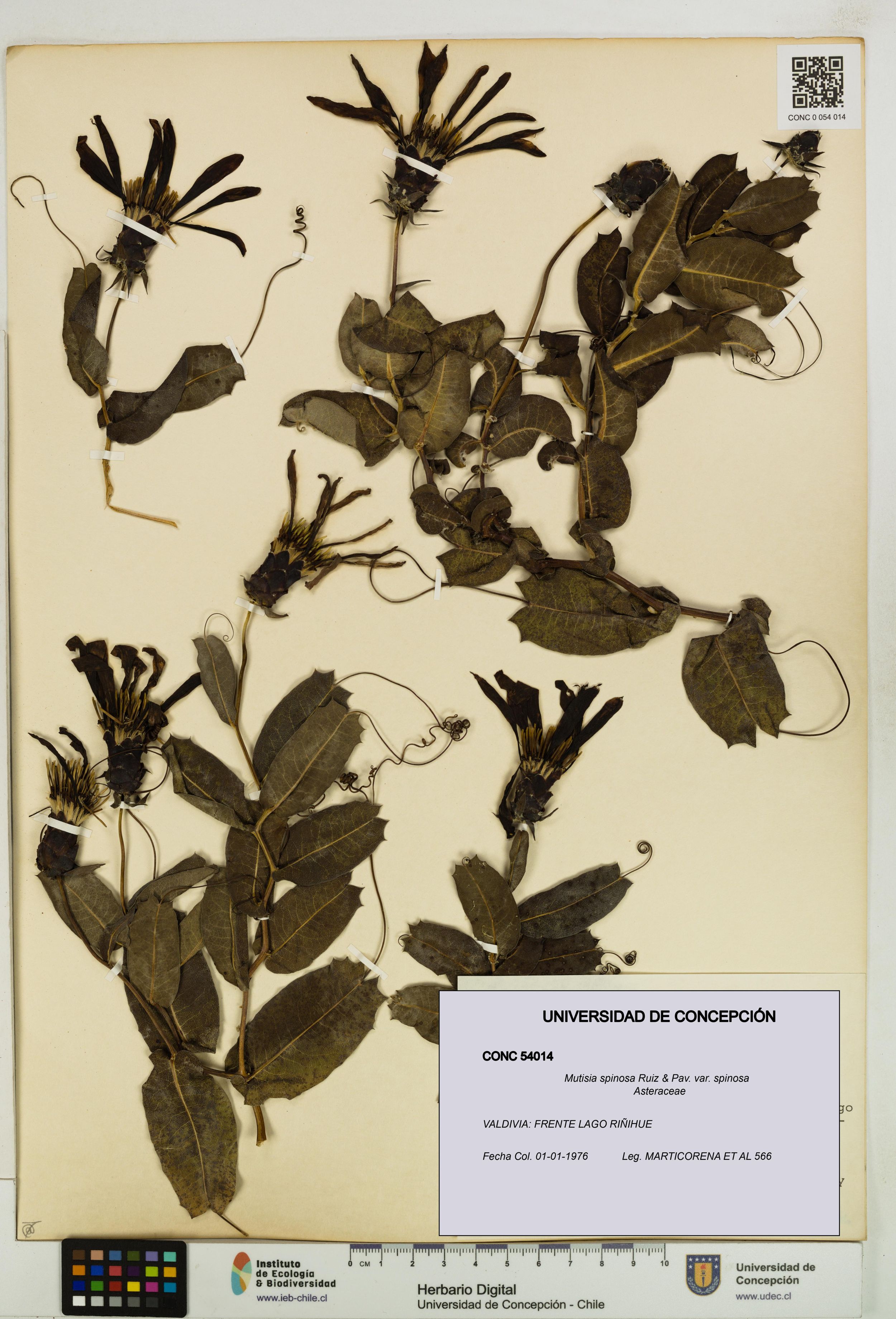 Mutisia spinosa var. spinosa [Espécimen: ]