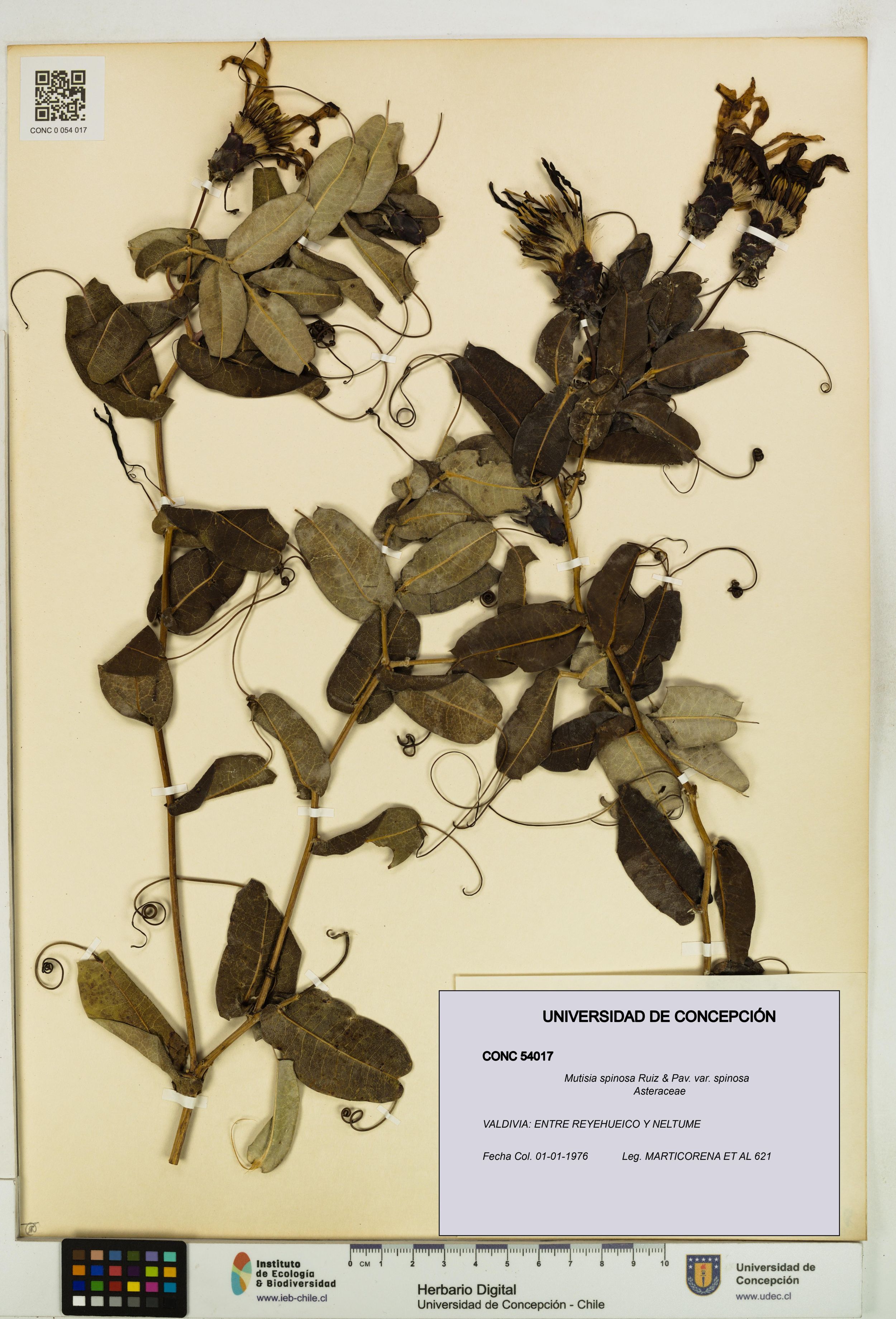 Mutisia spinosa var. spinosa [Espécimen: ]