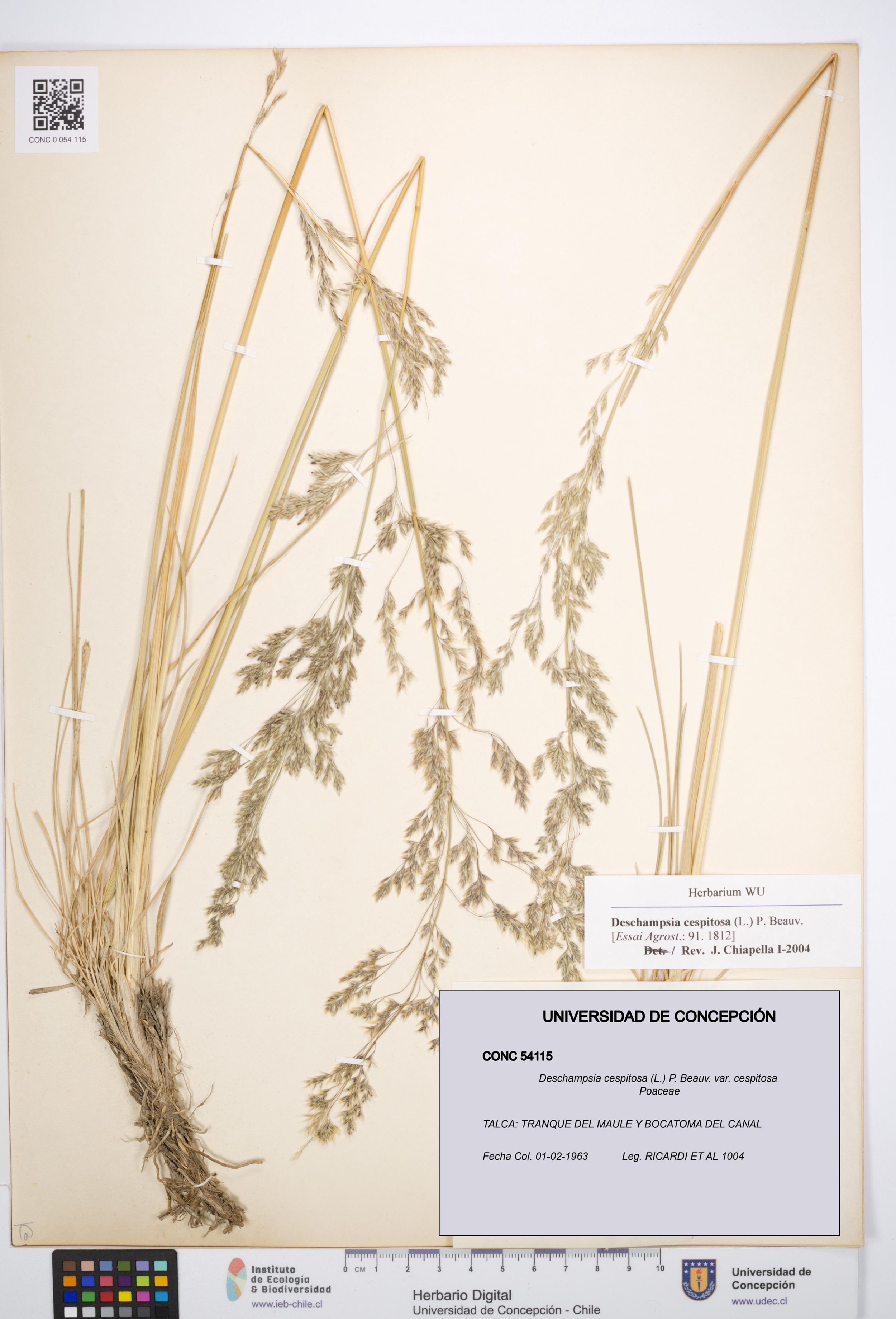 Deschampsia cespitosa var. cespitosa [Espécimen: ]