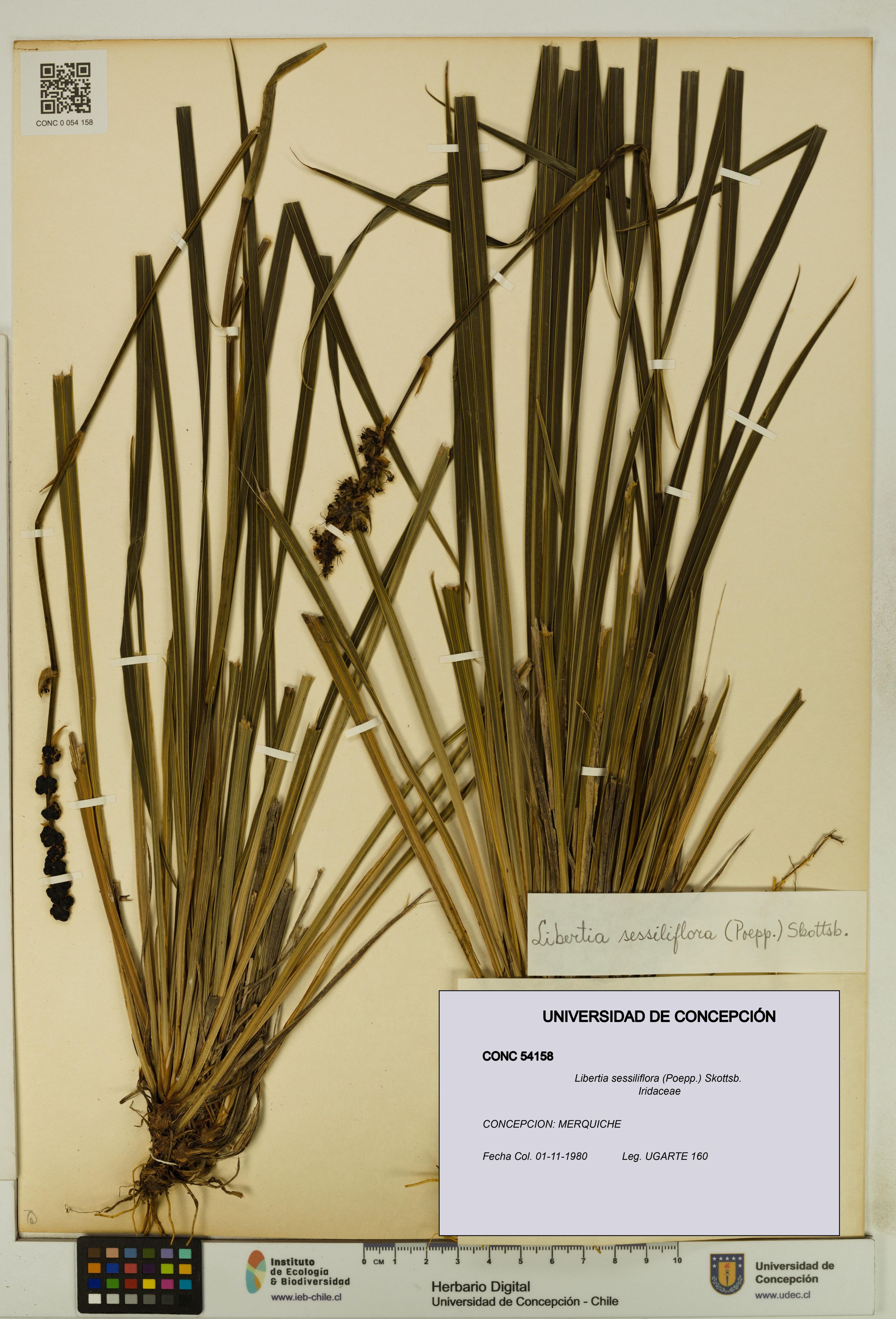 Libertia sessiliflora [Espécimen: ]