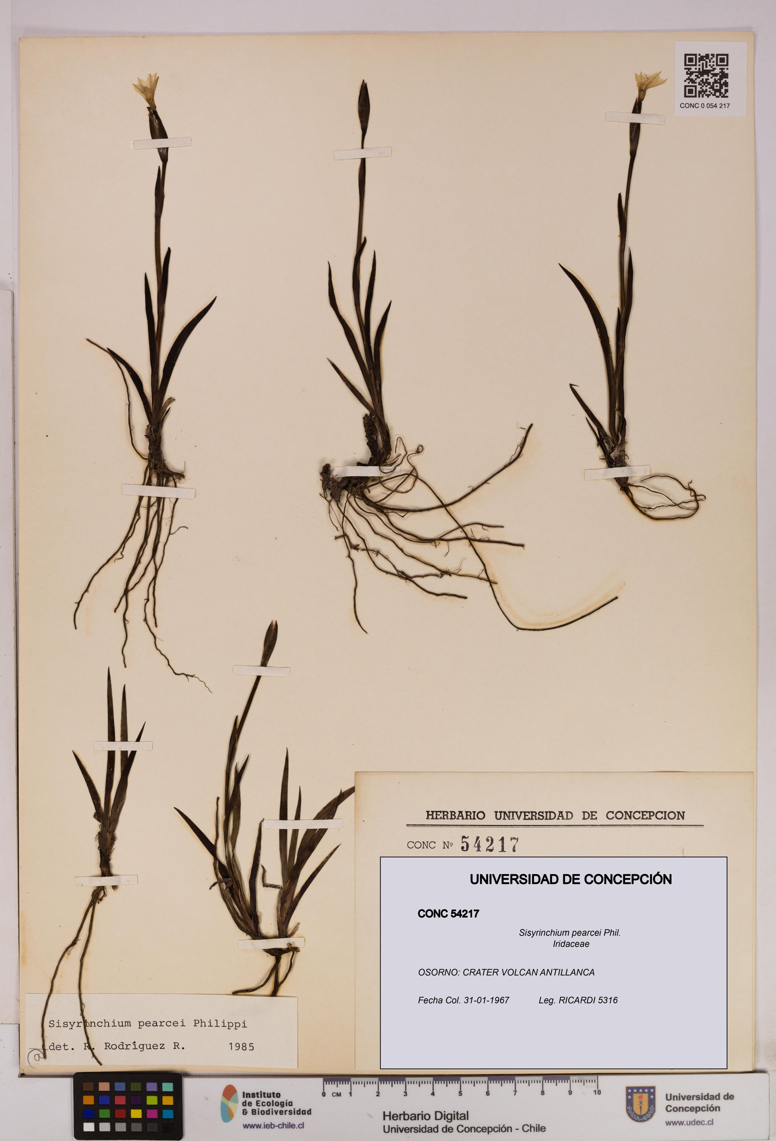 Sisyrinchium pearcei [Espécimen: ]