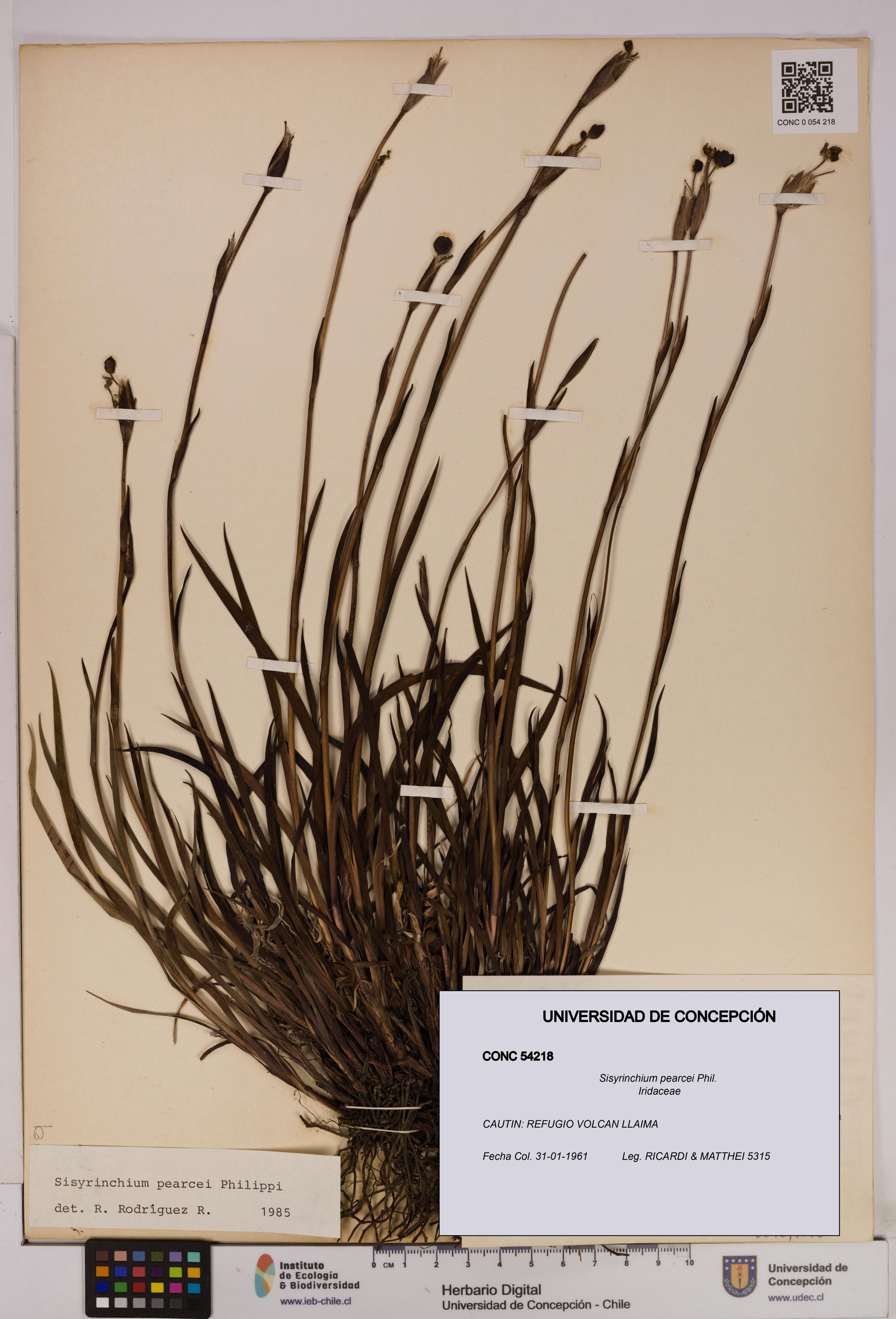 Sisyrinchium pearcei [Espécimen: ]
