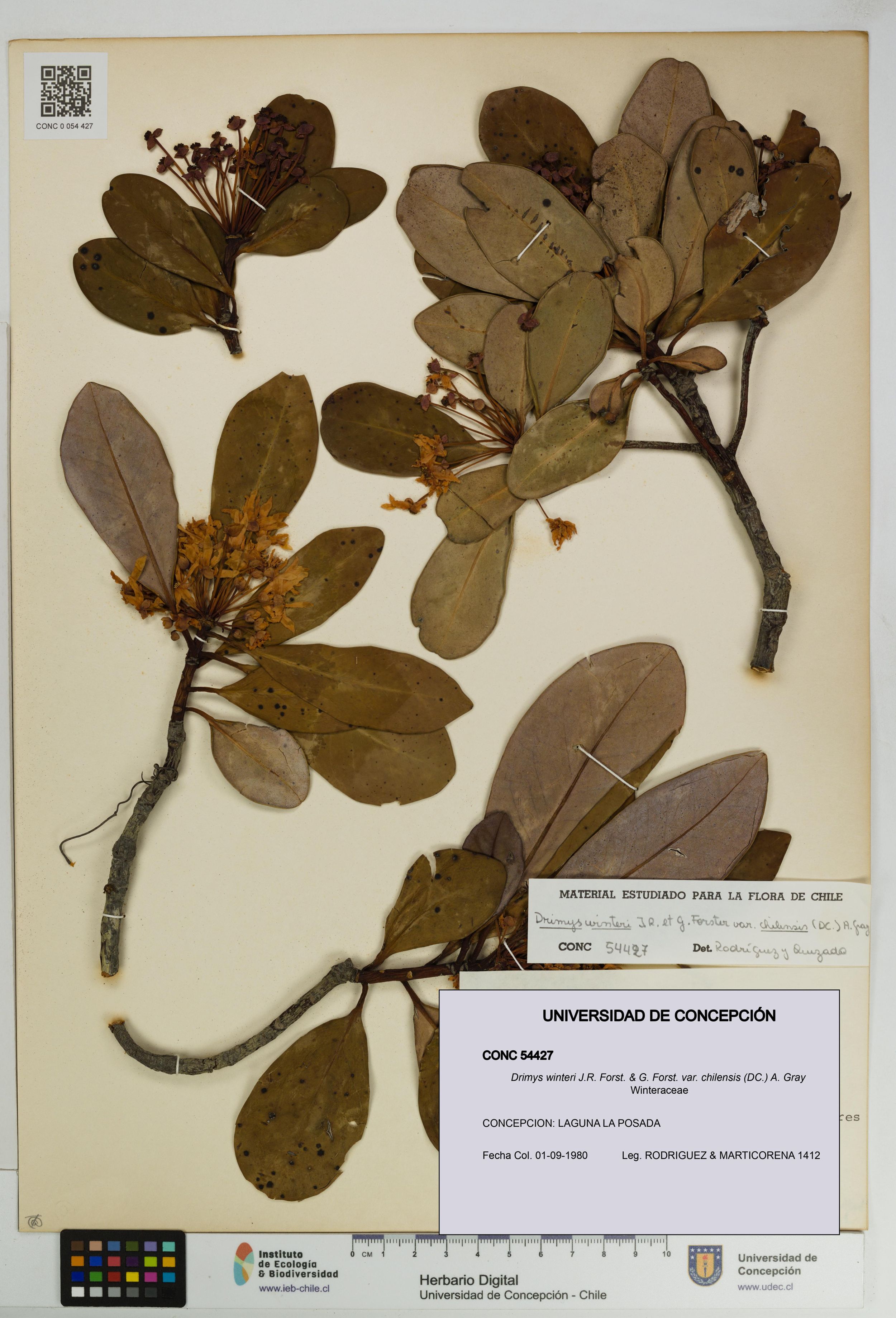 Drimys winteri var. chilensis [Espécimen: ]