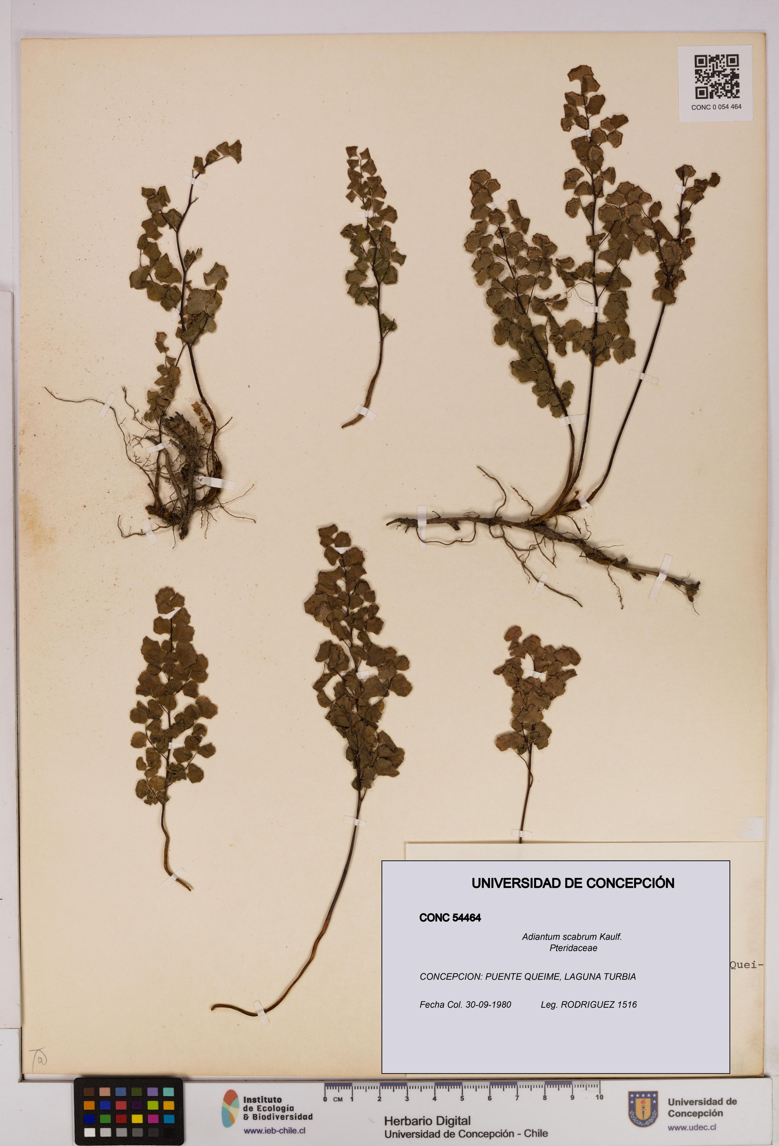 Adiantum scabrum [Espécimen: ]