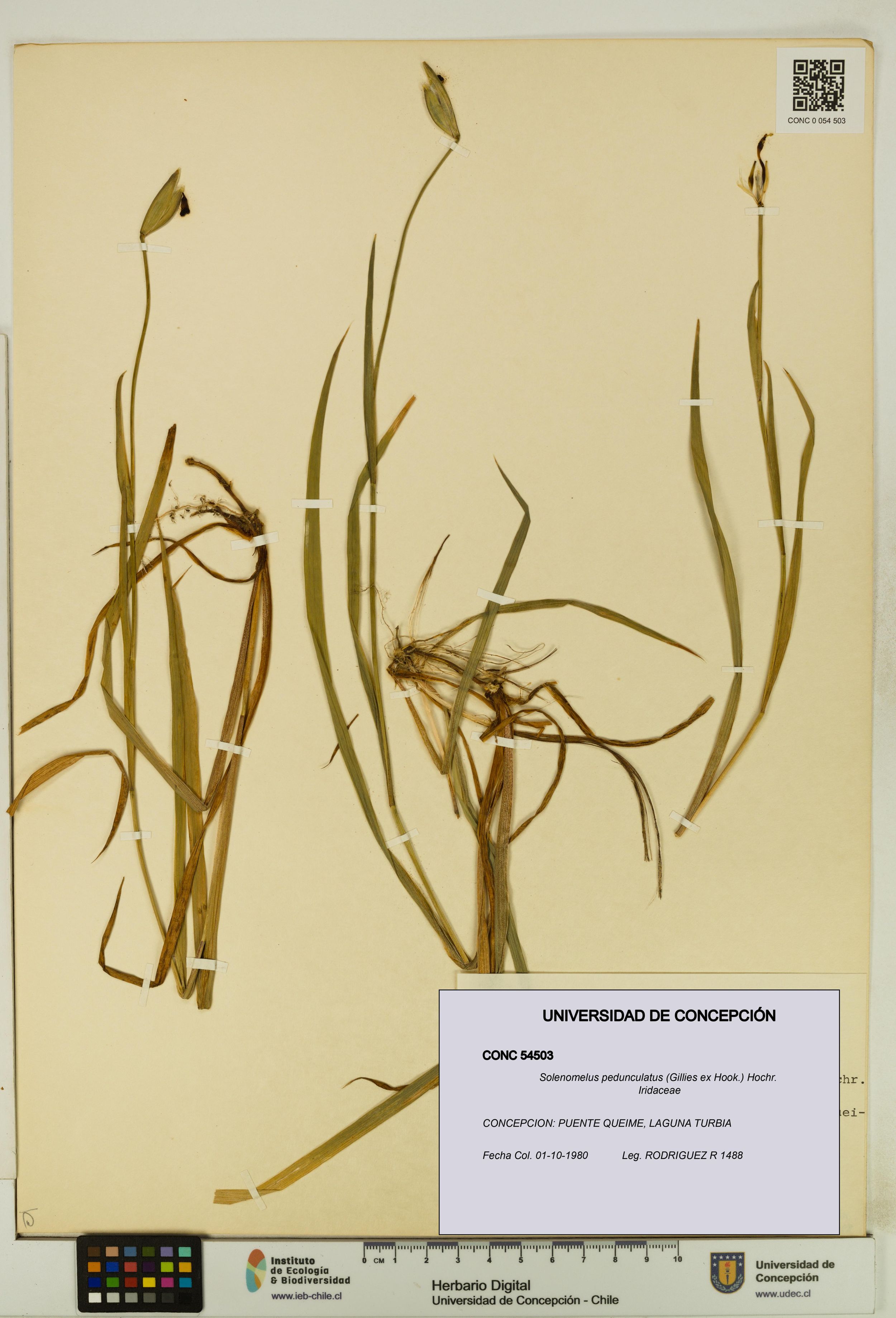 Solenomelus pedunculatus [Espécimen: ]