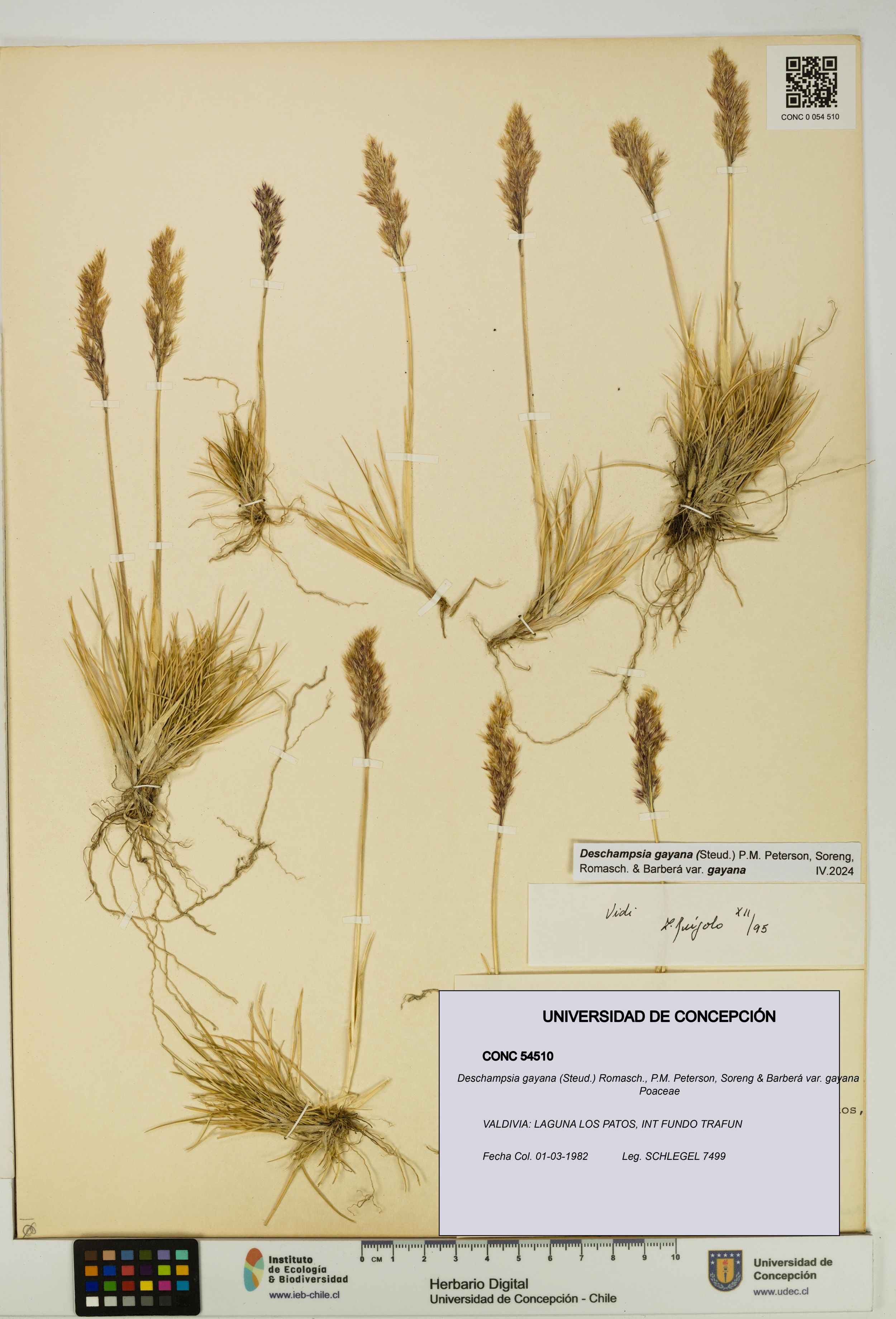 Deschampsia gayana var. gayana [Espécimen: ]