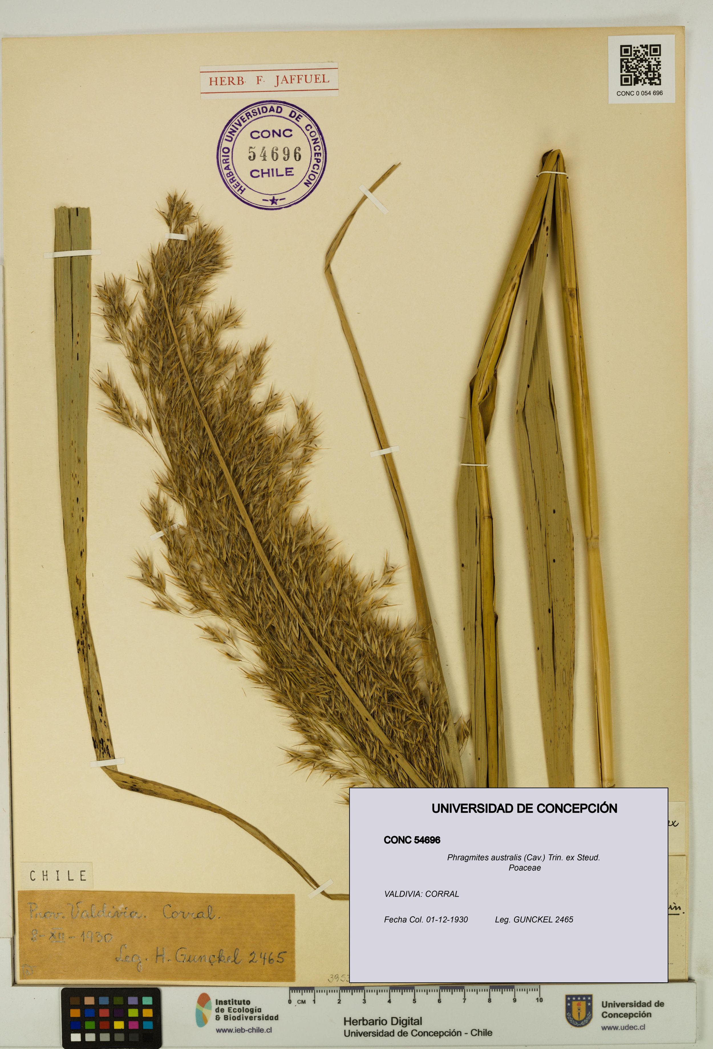 Phragmites australis [Espécimen: ]