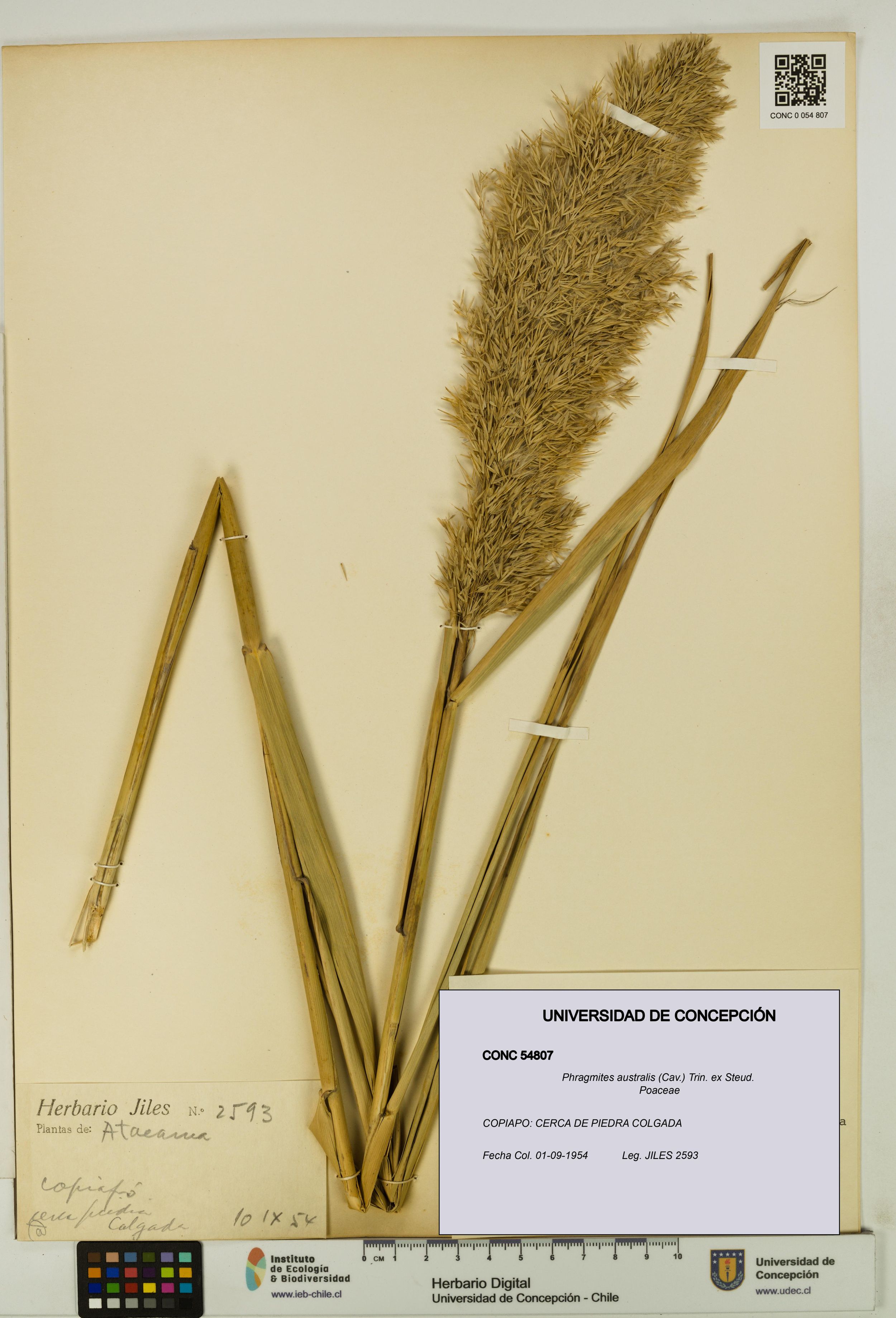 Phragmites australis [Espécimen: ]