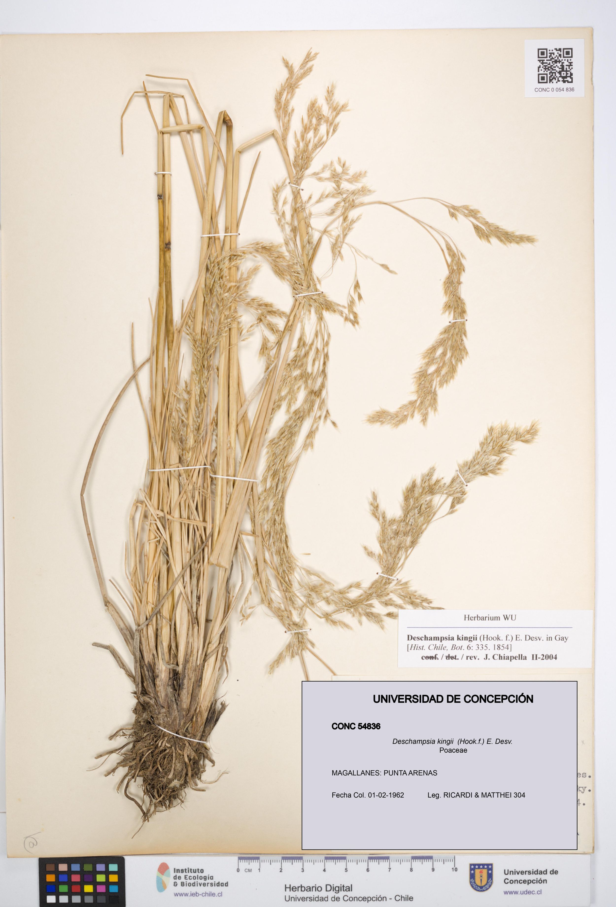 Deschampsia kingii [Espécimen: ]