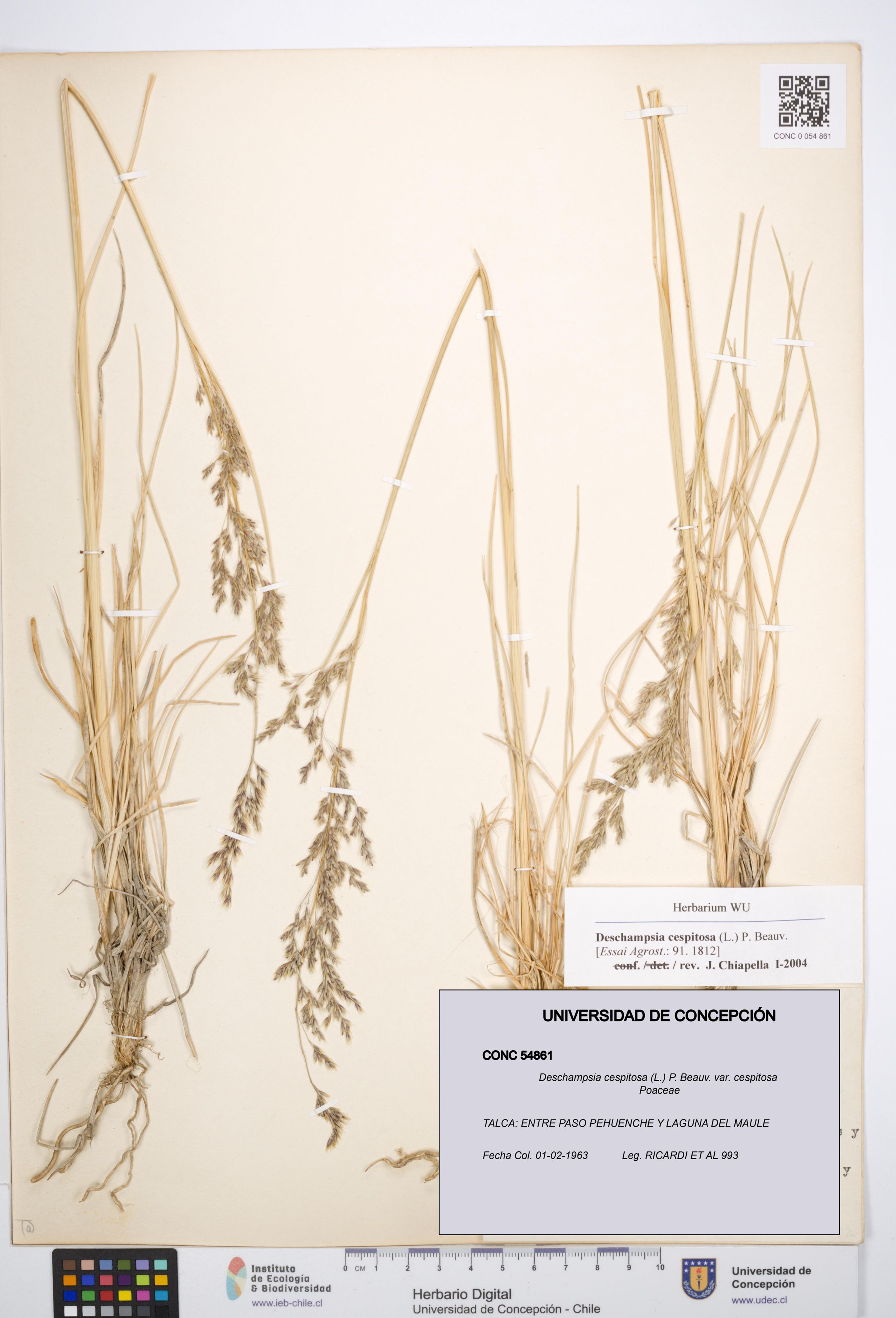 Deschampsia cespitosa var. cespitosa [Espécimen: ]