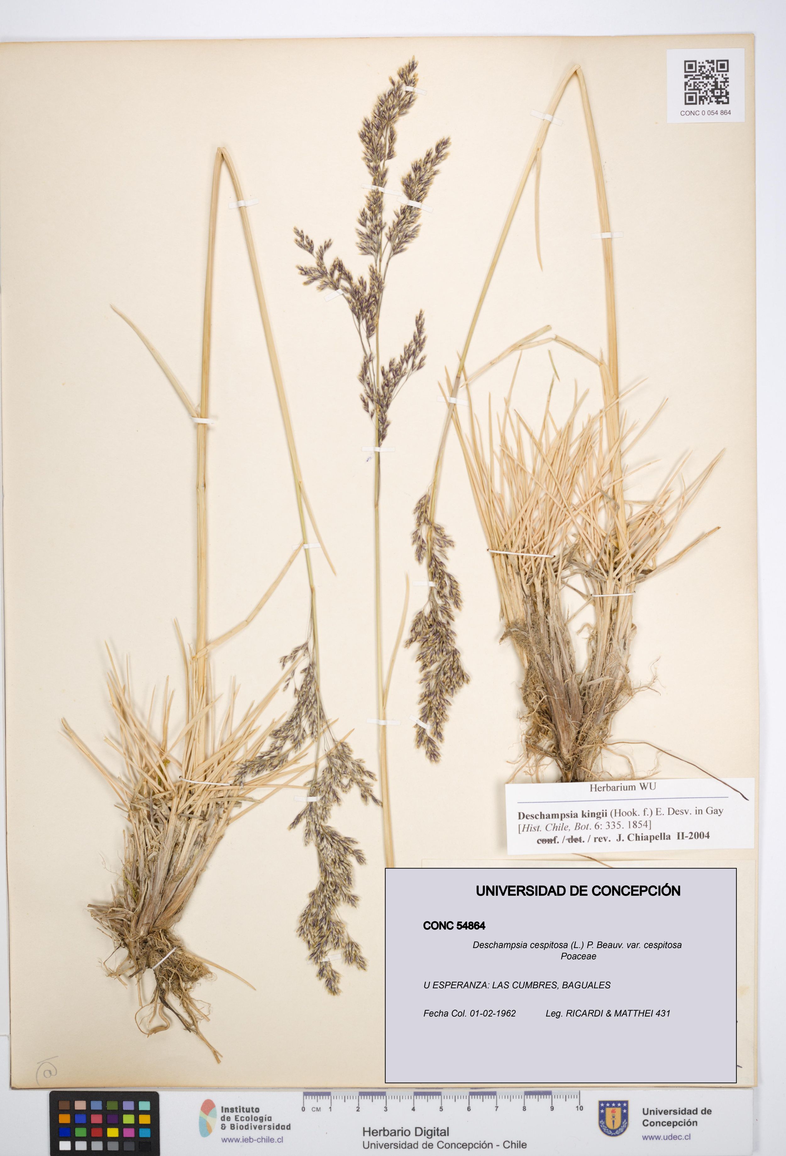 Deschampsia cespitosa var. cespitosa [Espécimen: ]