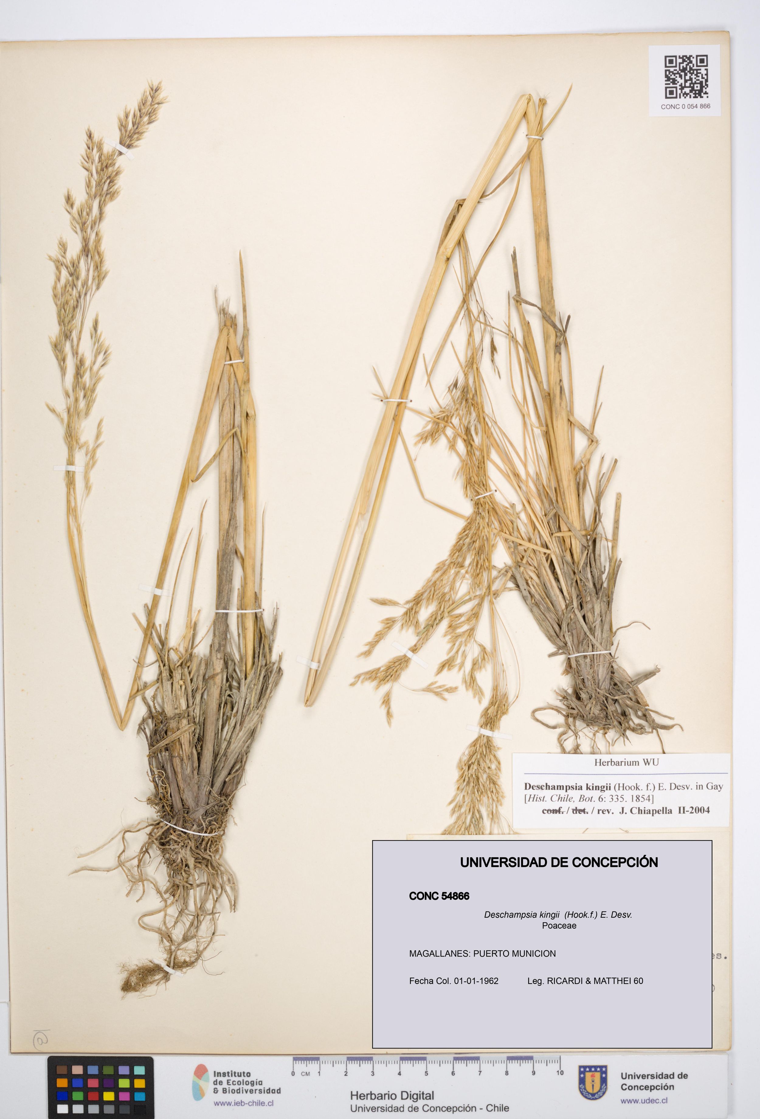 Deschampsia kingii [Espécimen: ]