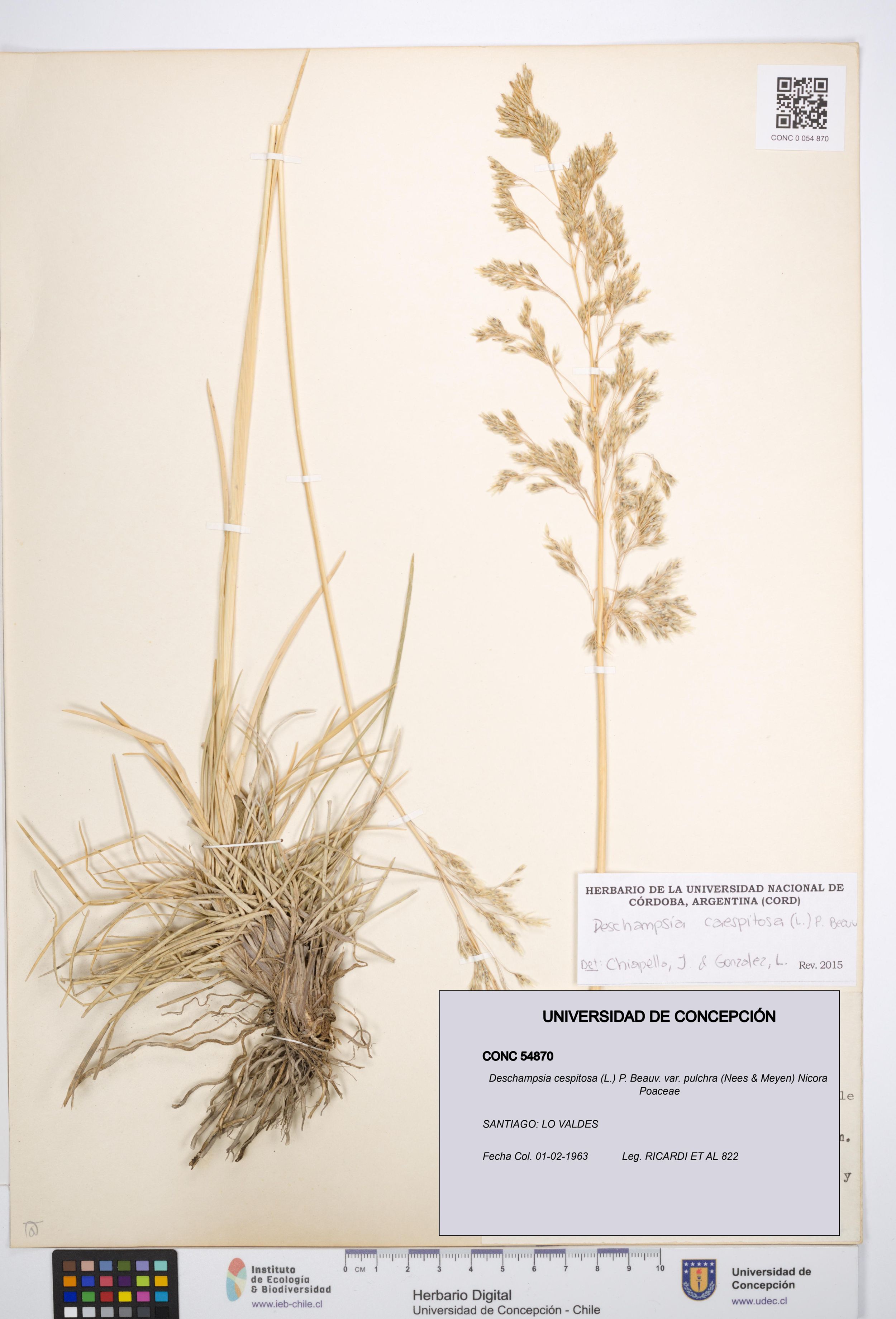 Deschampsia cespitosa var. pulchra [Espécimen: ]