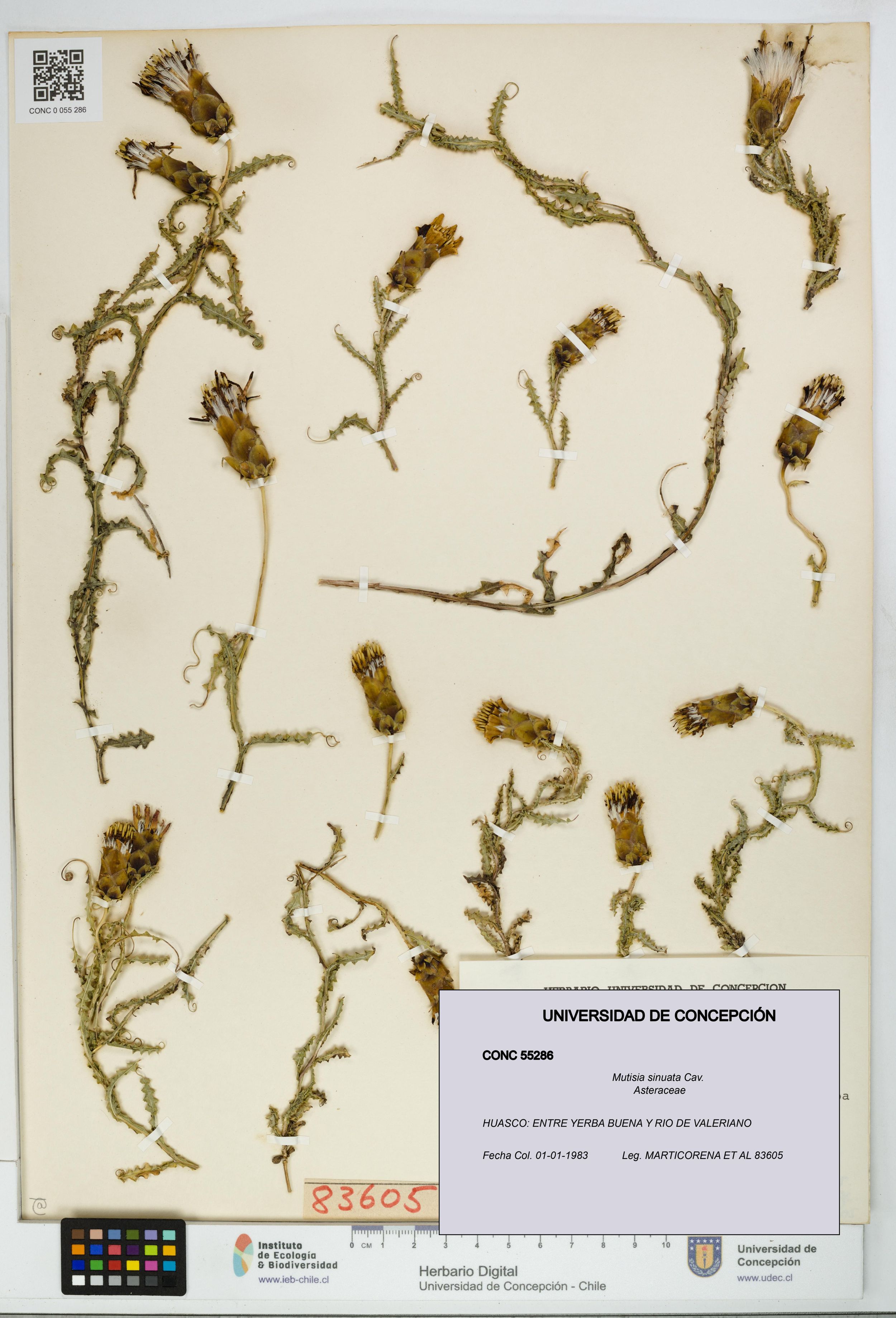 Mutisia sinuata [Espécimen: ]