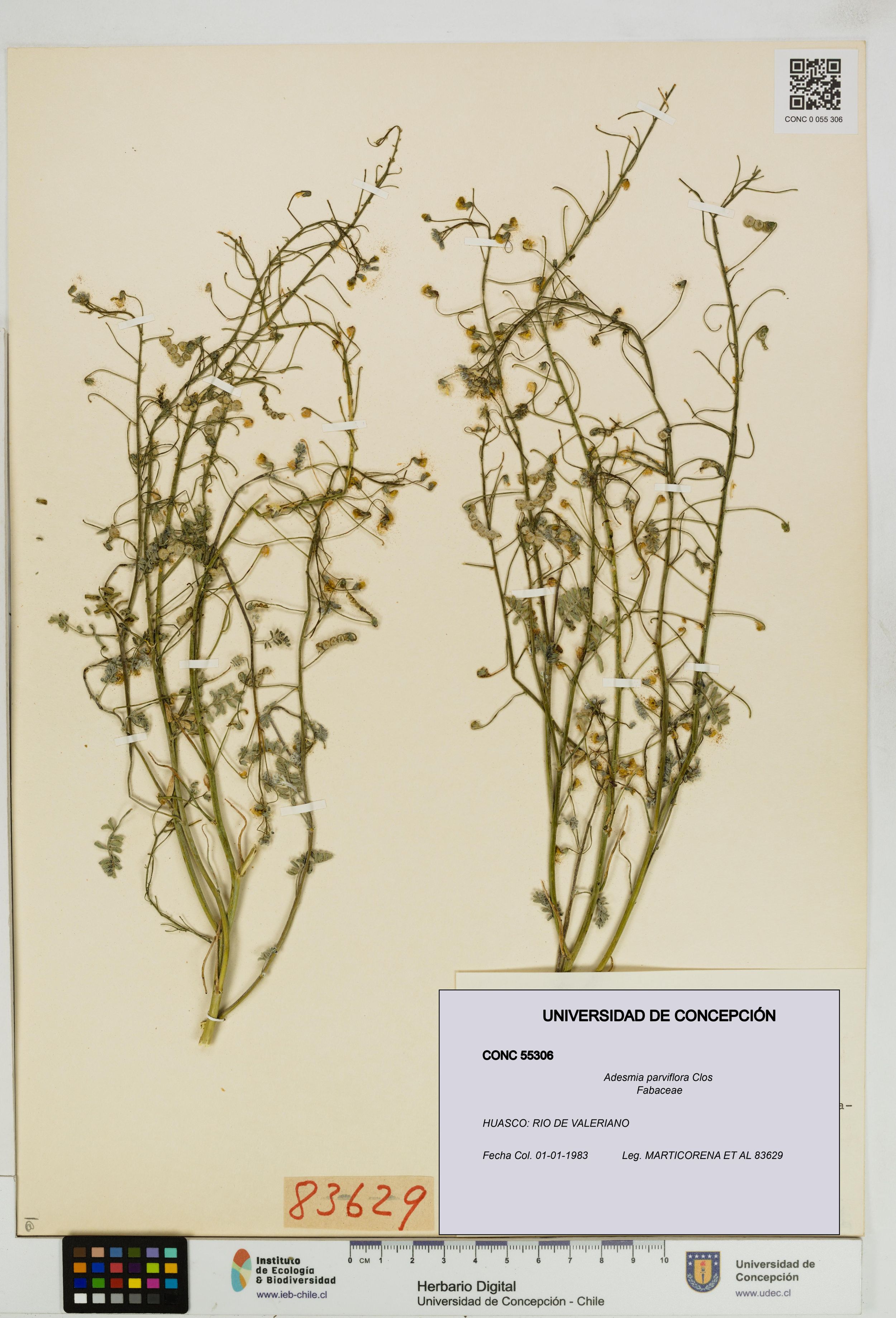 Adesmia parviflora [Espécimen: ]