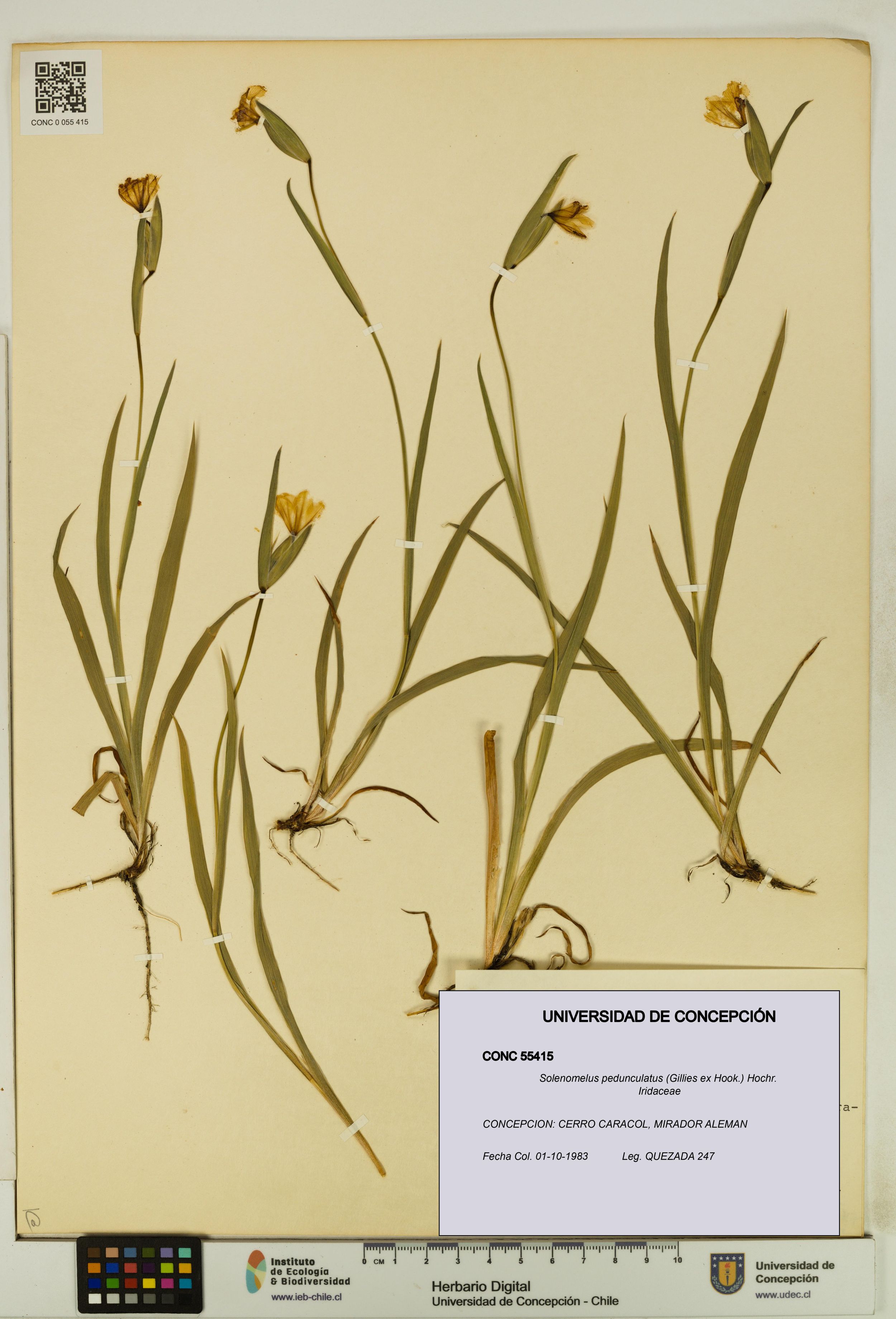 Solenomelus pedunculatus [Espécimen: ]