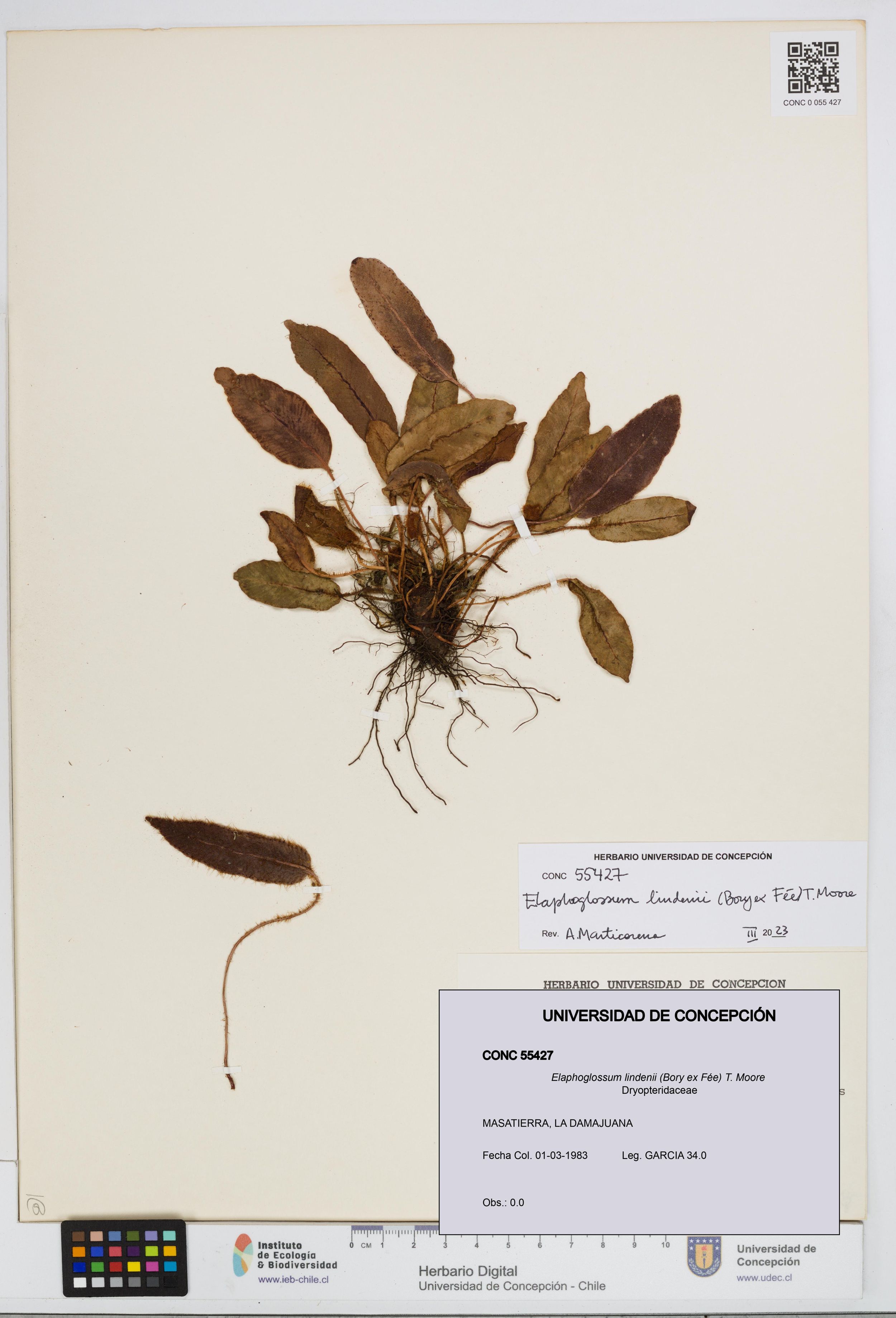 Elaphoglossum lindenii [Espécimen: ]