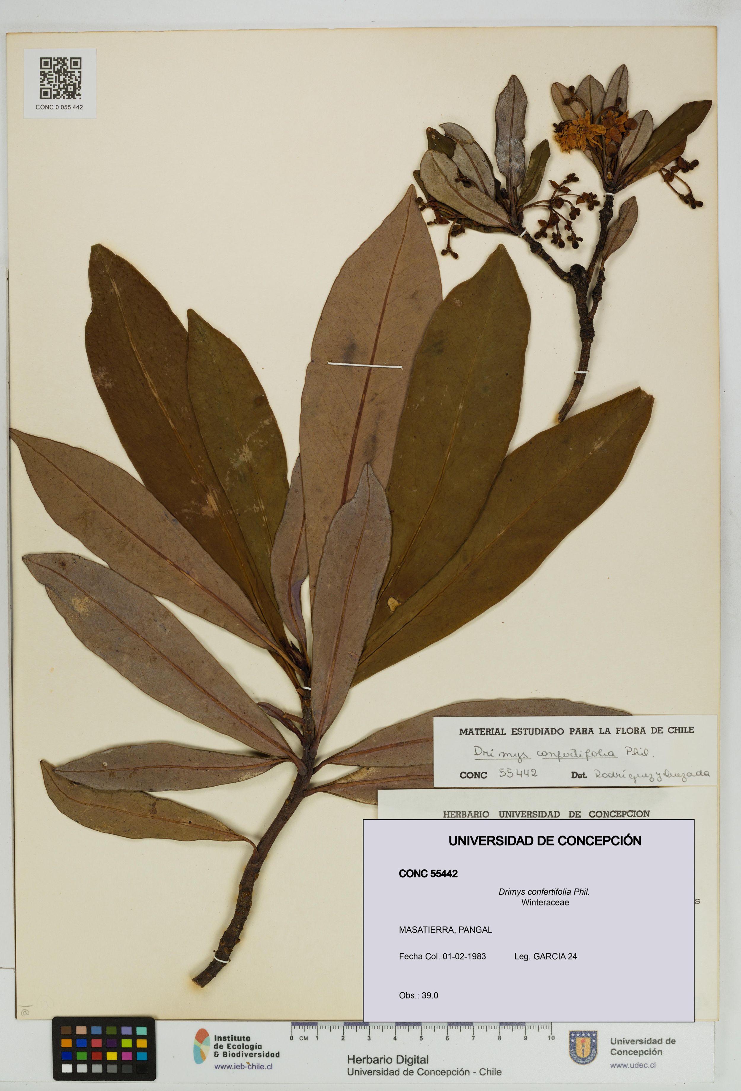 Drimys confertifolia [Espécimen: ]