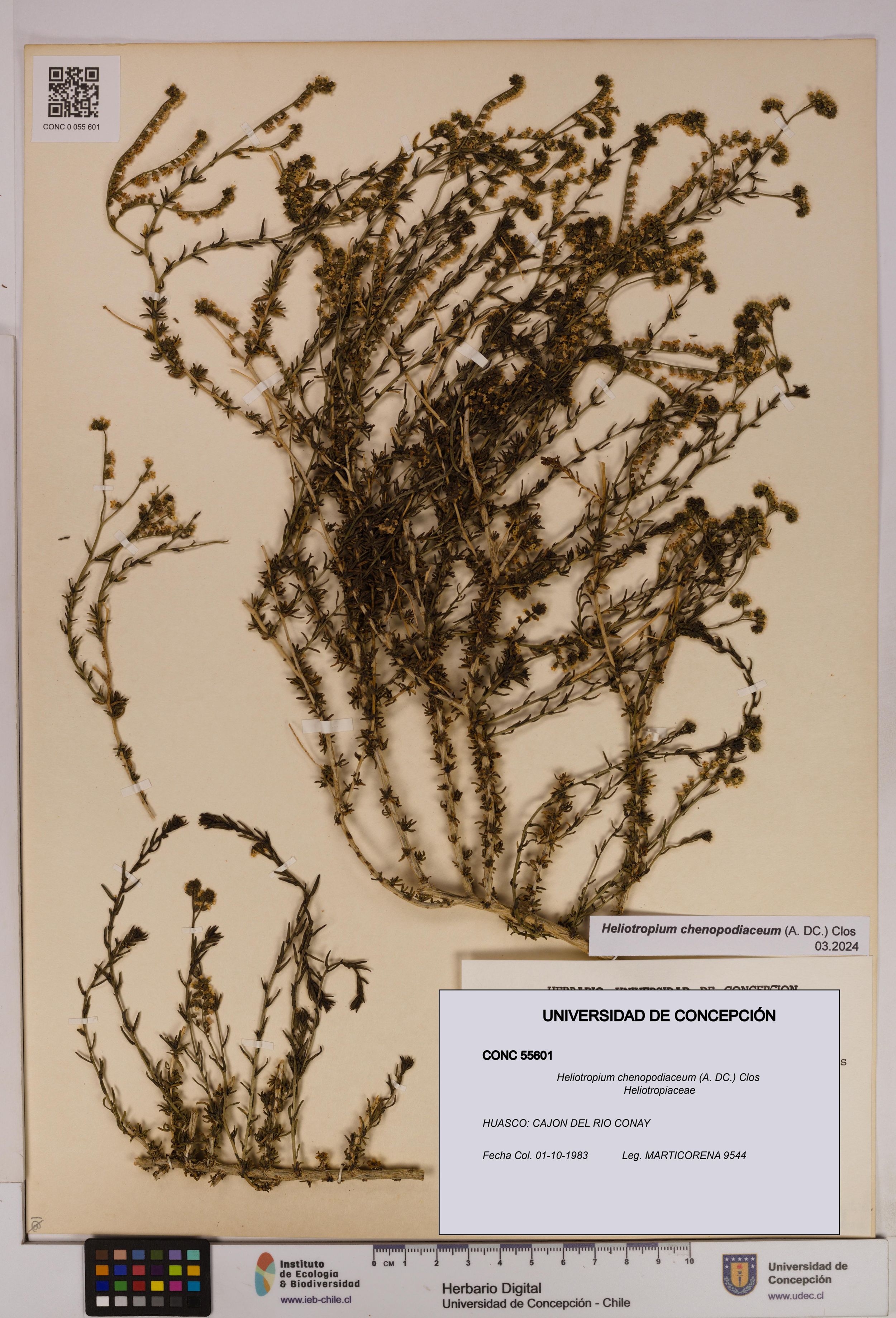 Heliotropium chenopodiaceum [Espécimen: ]