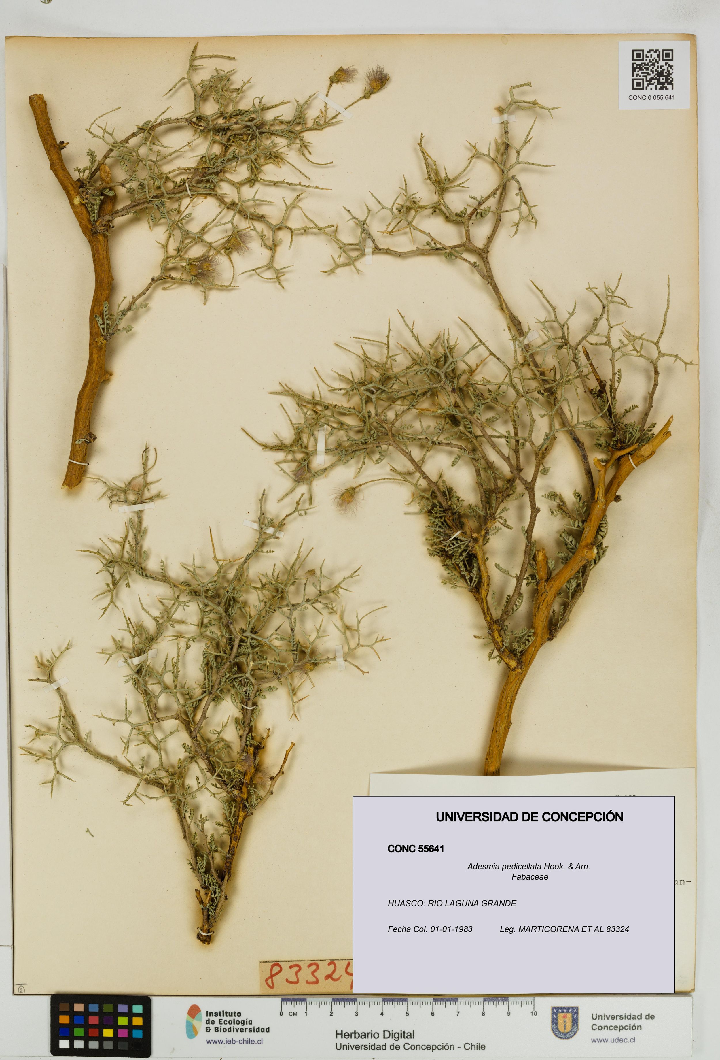 Adesmia pedicellata [Espécimen: ]