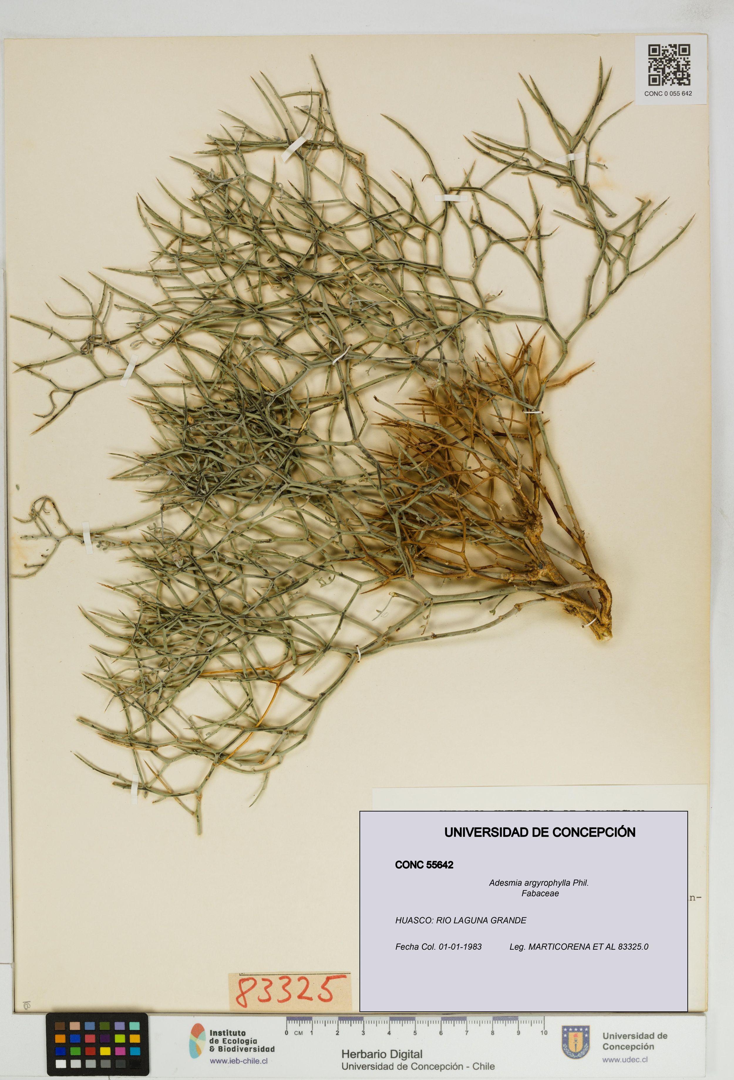 Adesmia argyrophylla [Espécimen: ]