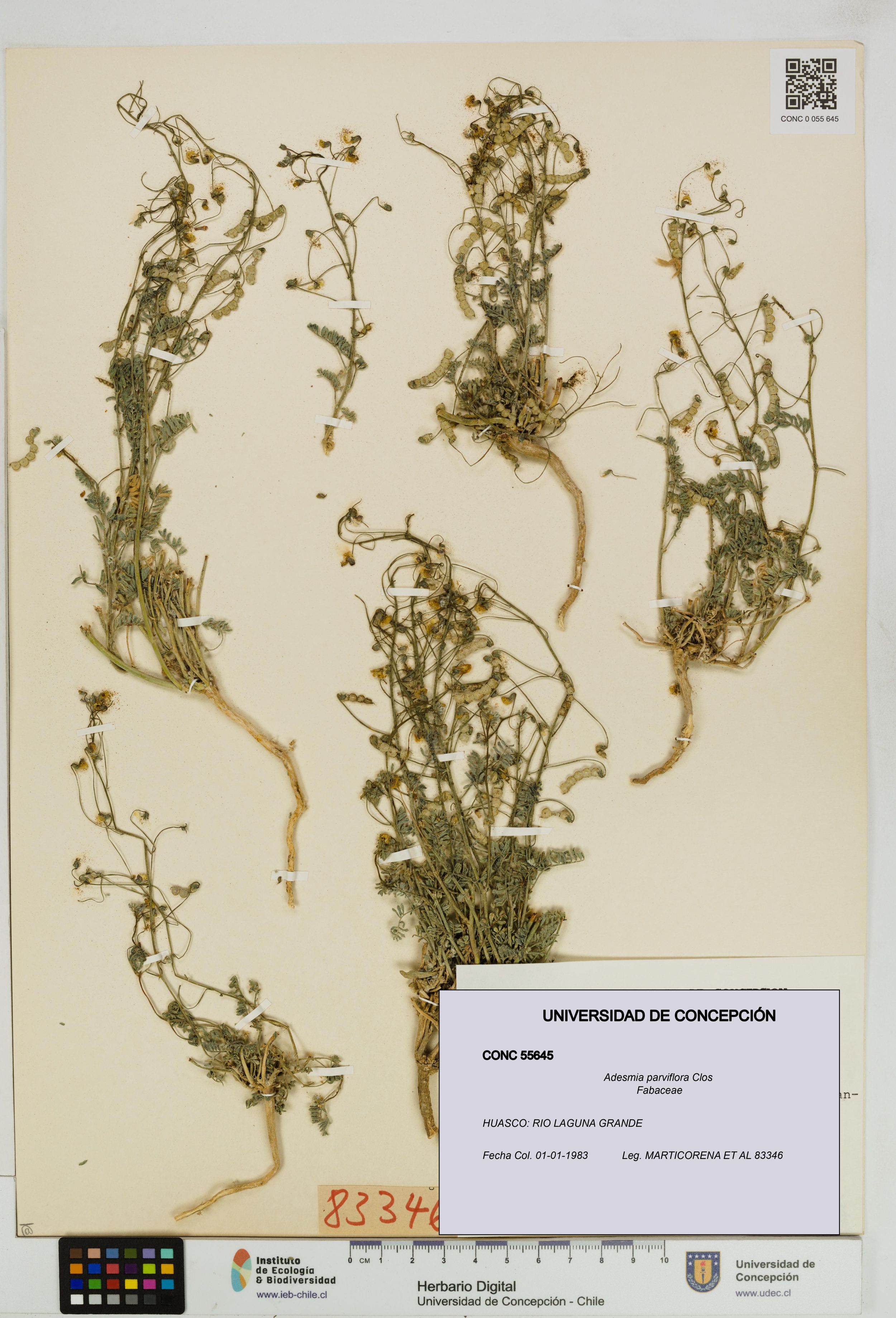Adesmia parviflora [Espécimen: ]