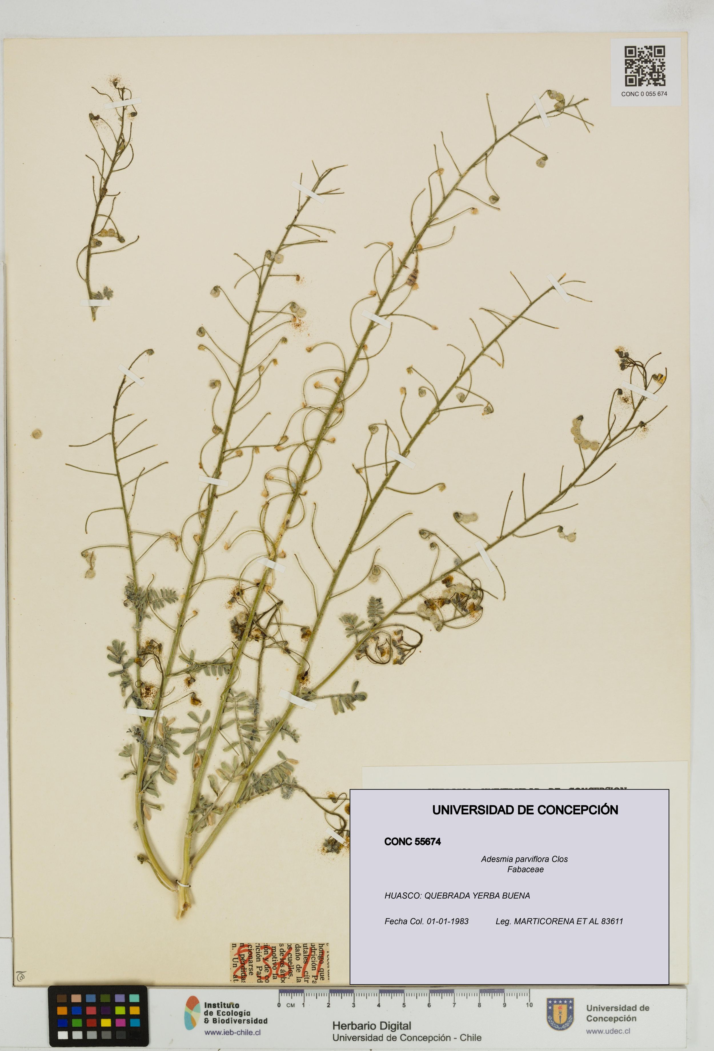 Adesmia parviflora [Espécimen: ]