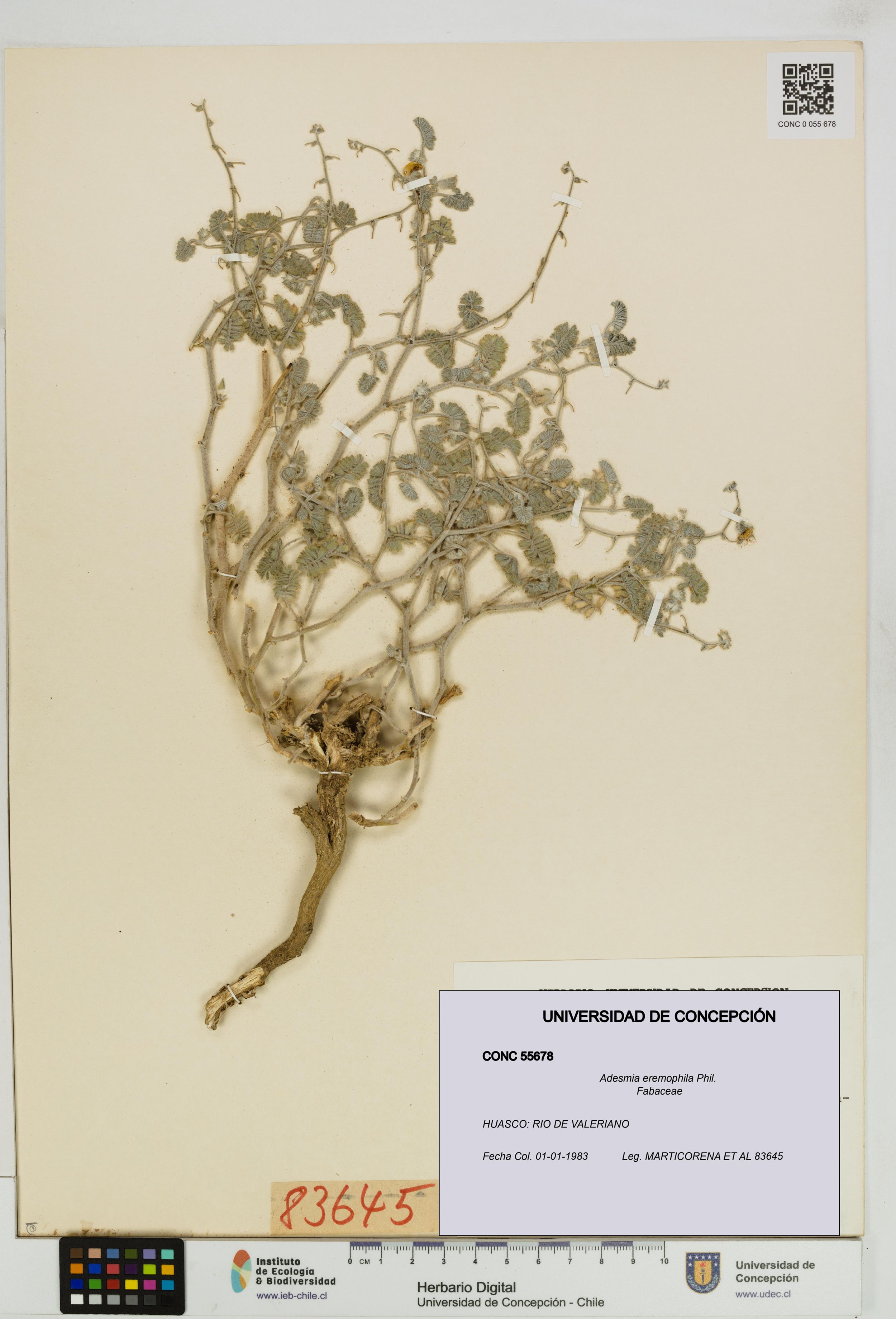 Adesmia eremophila [Espécimen: ]