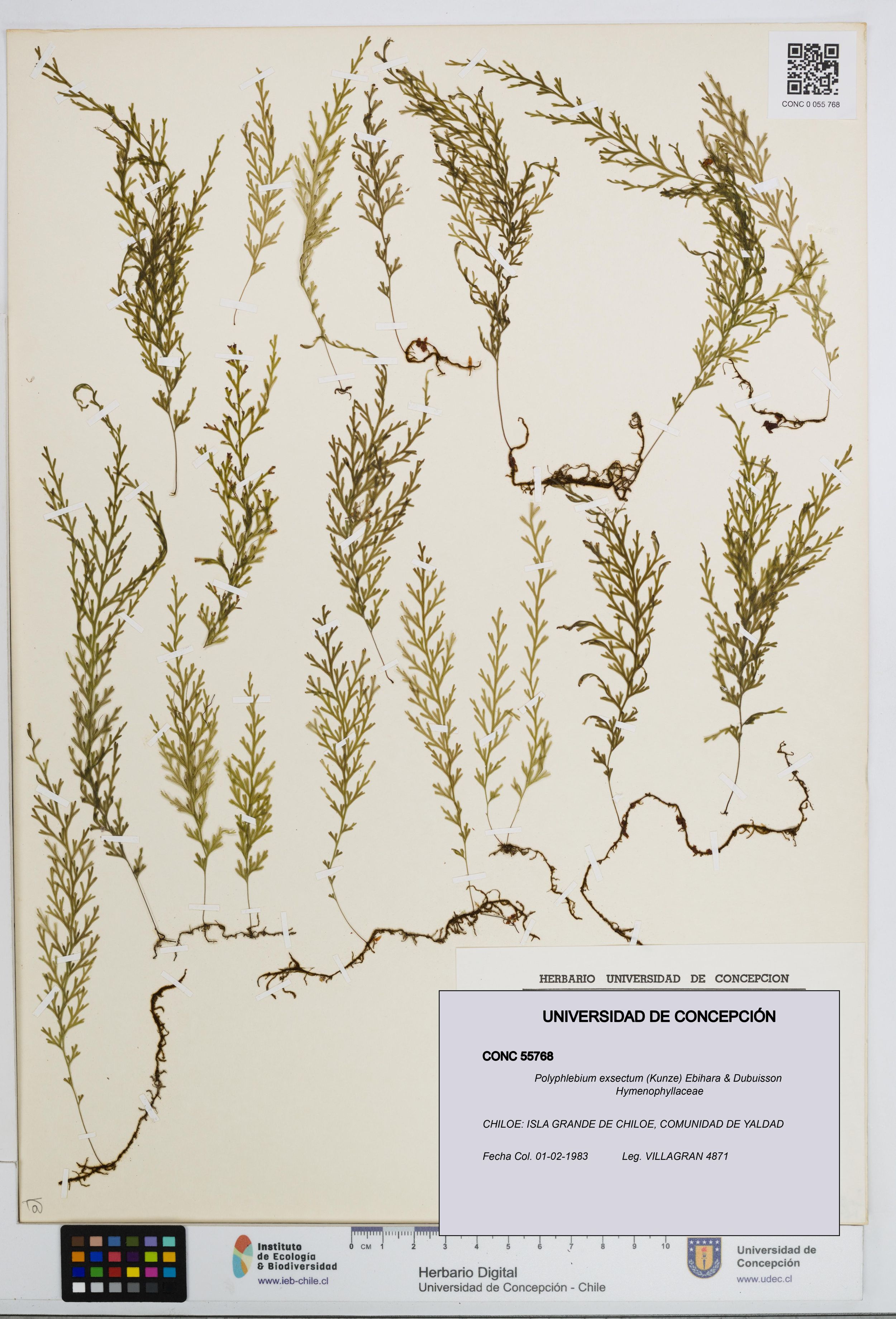 Polyphlebium exsectum [Espécimen: ]