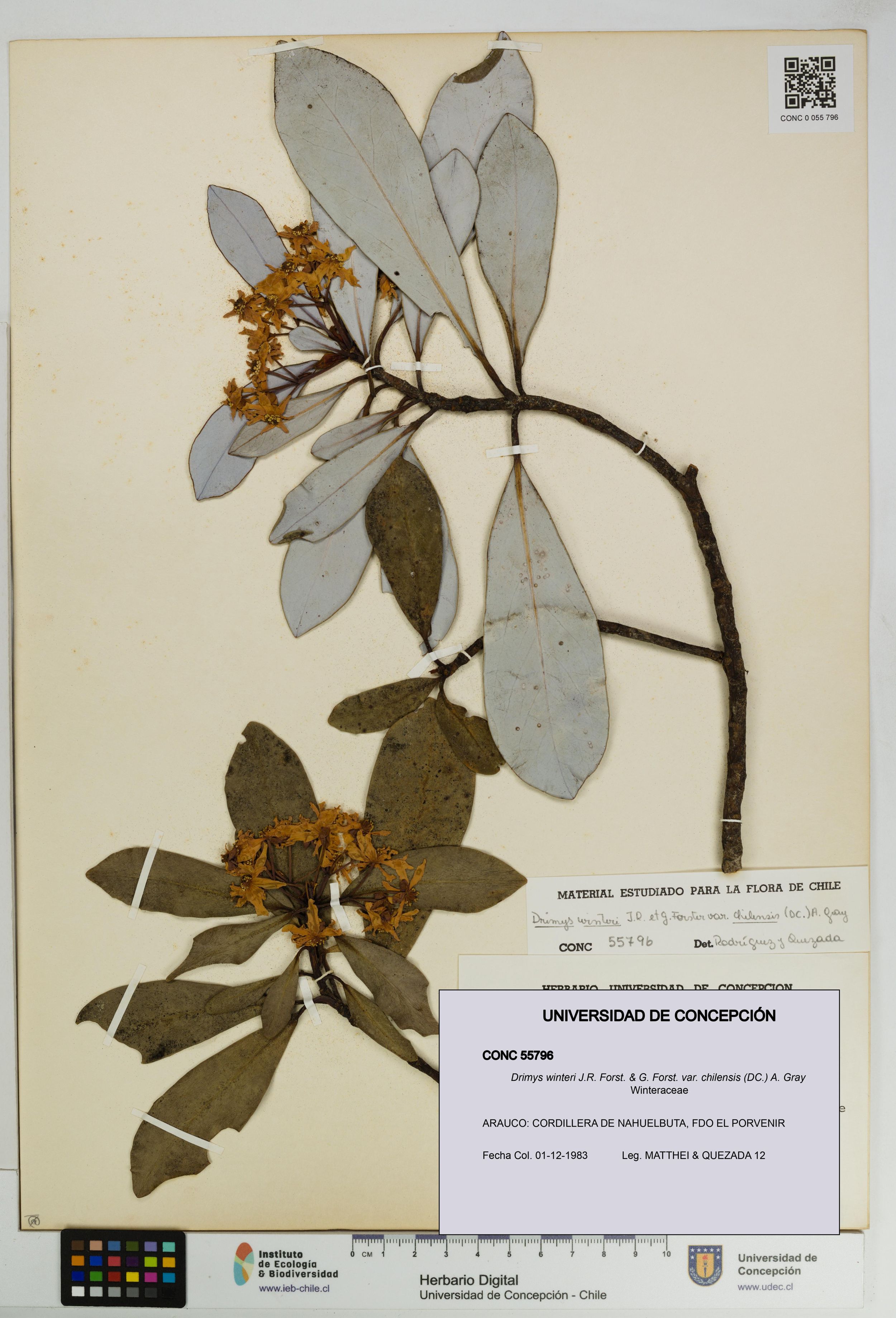 Drimys winteri var. chilensis [Espécimen: ]