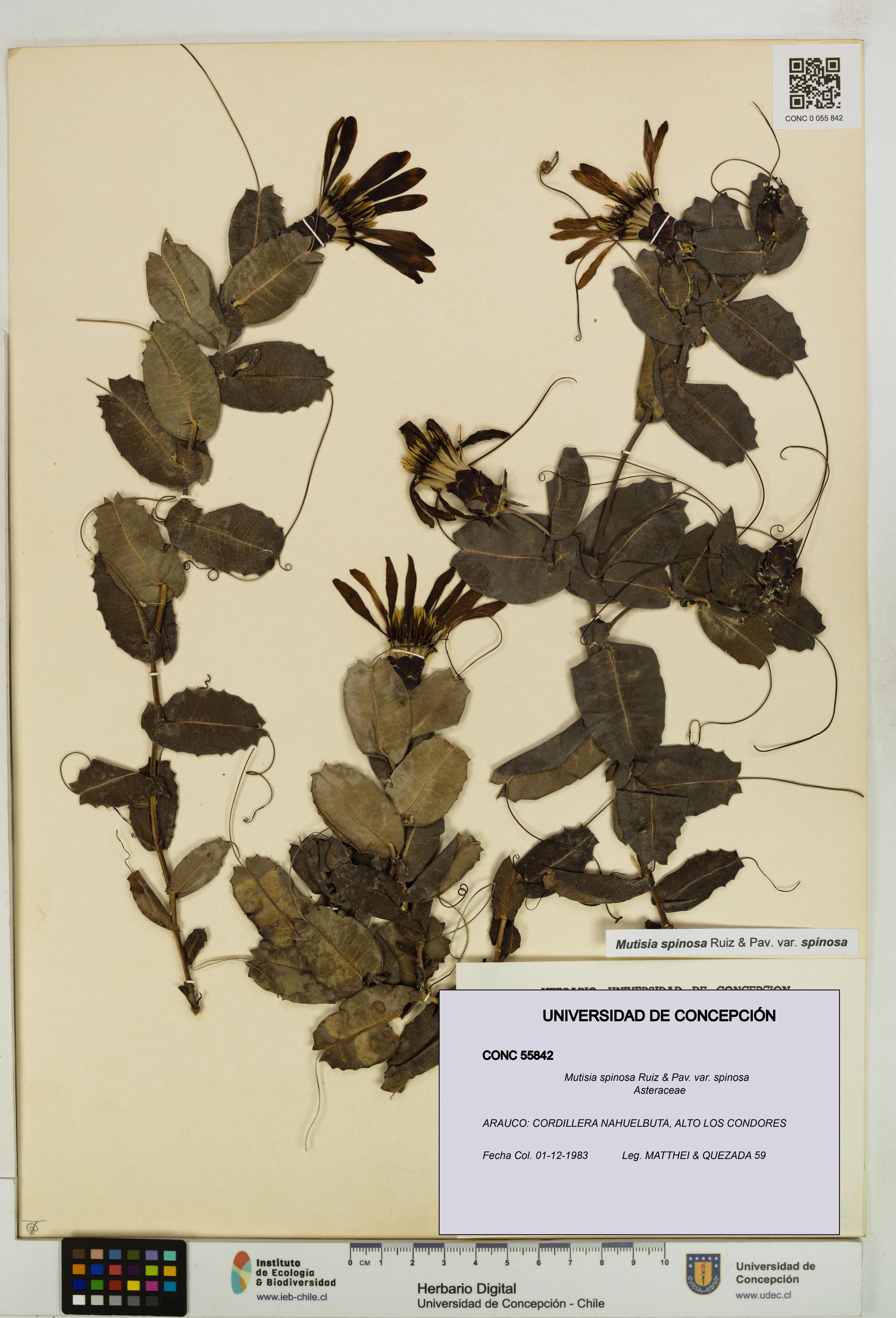 Mutisia spinosa var. spinosa [Espécimen: ]