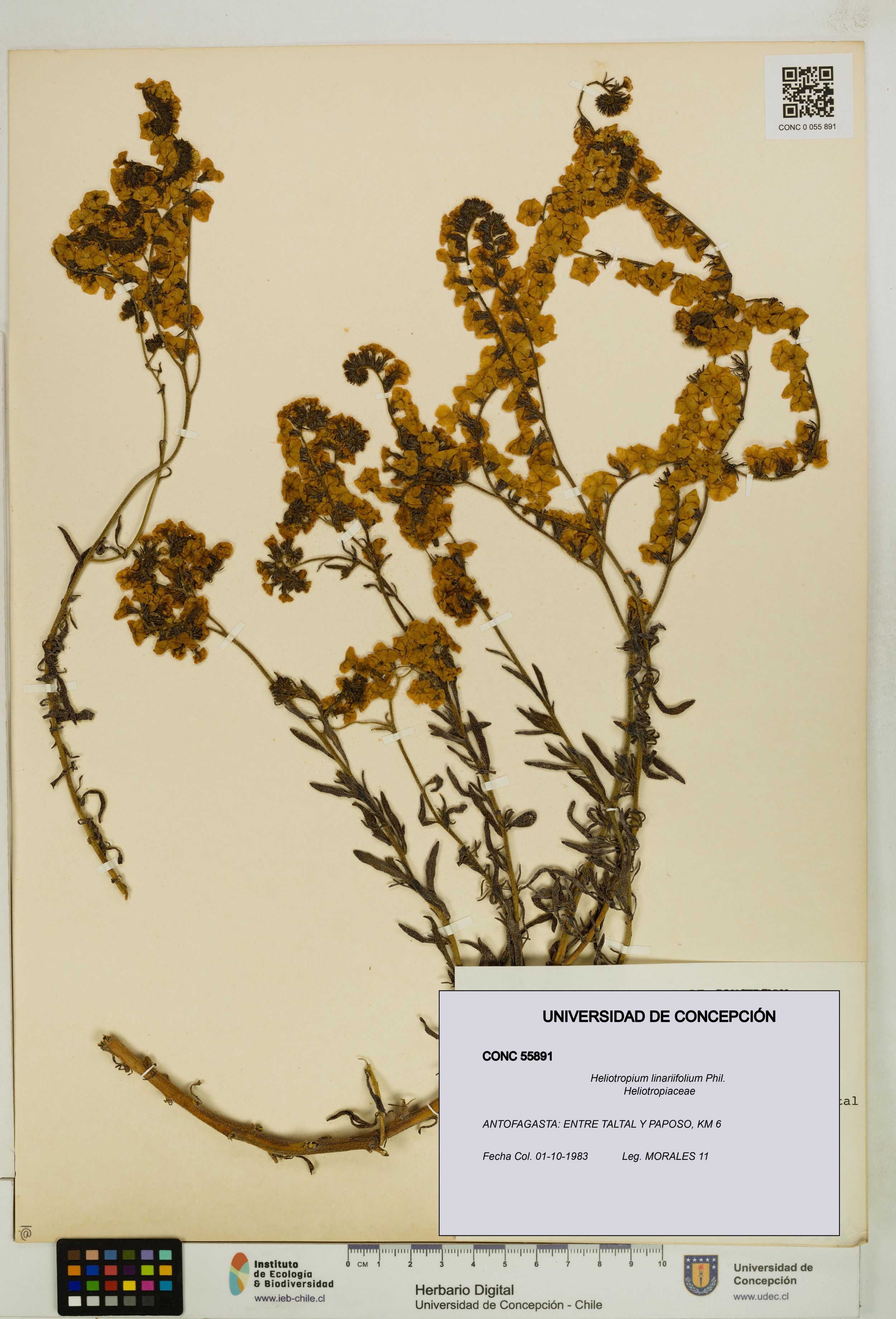 Heliotropium linariifolium [Espécimen: ]