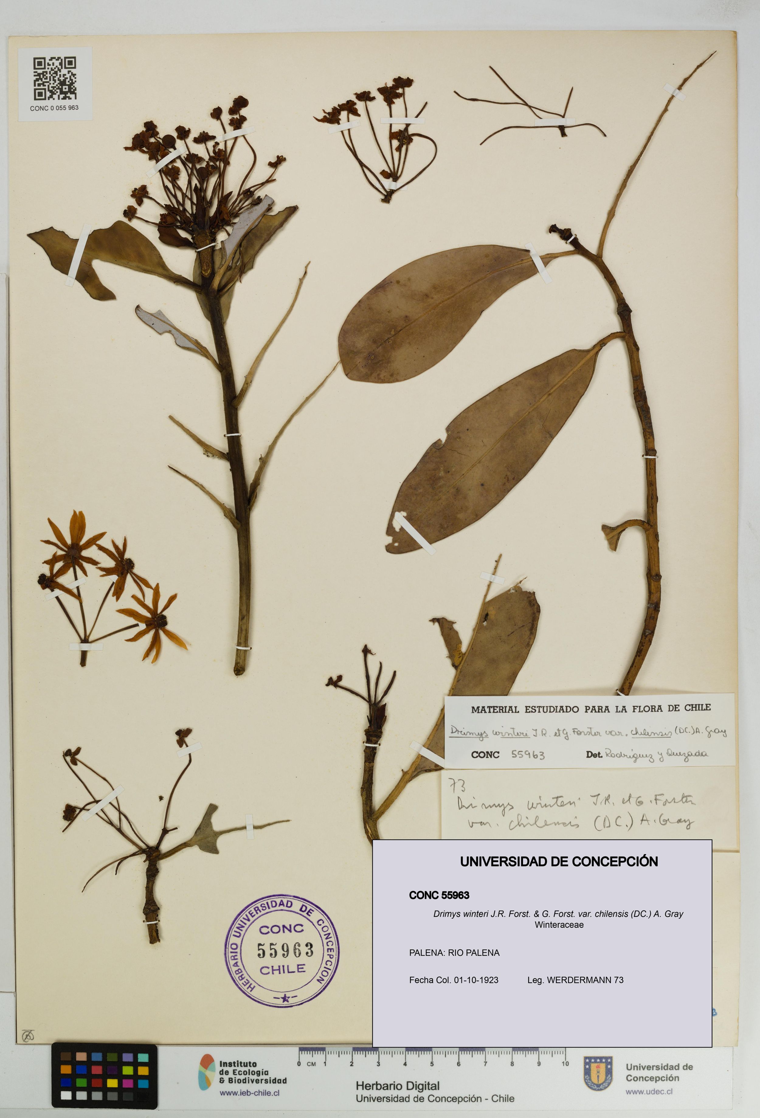 Drimys winteri var. chilensis [Espécimen: ]