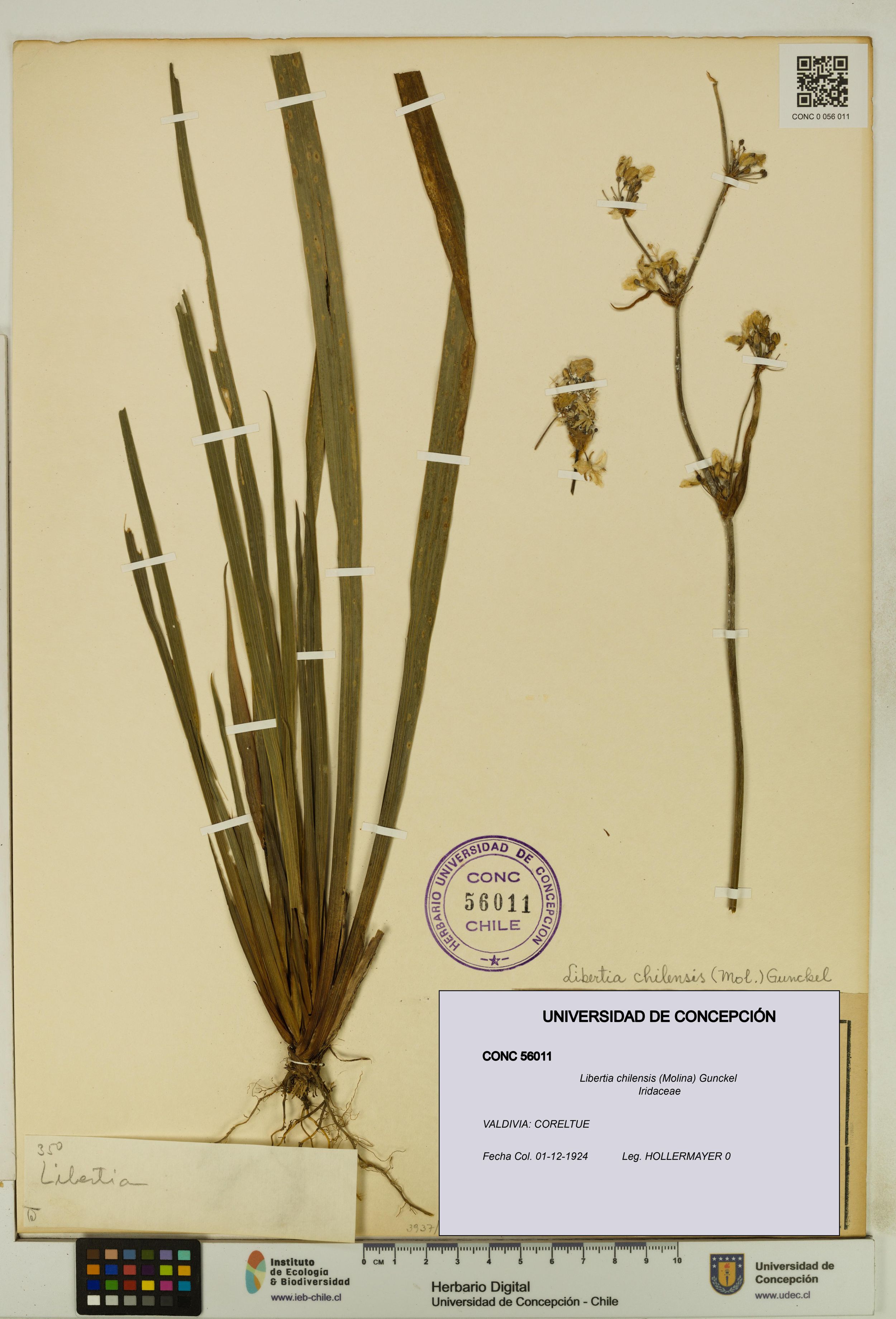 Libertia chilensis [Espécimen: ]