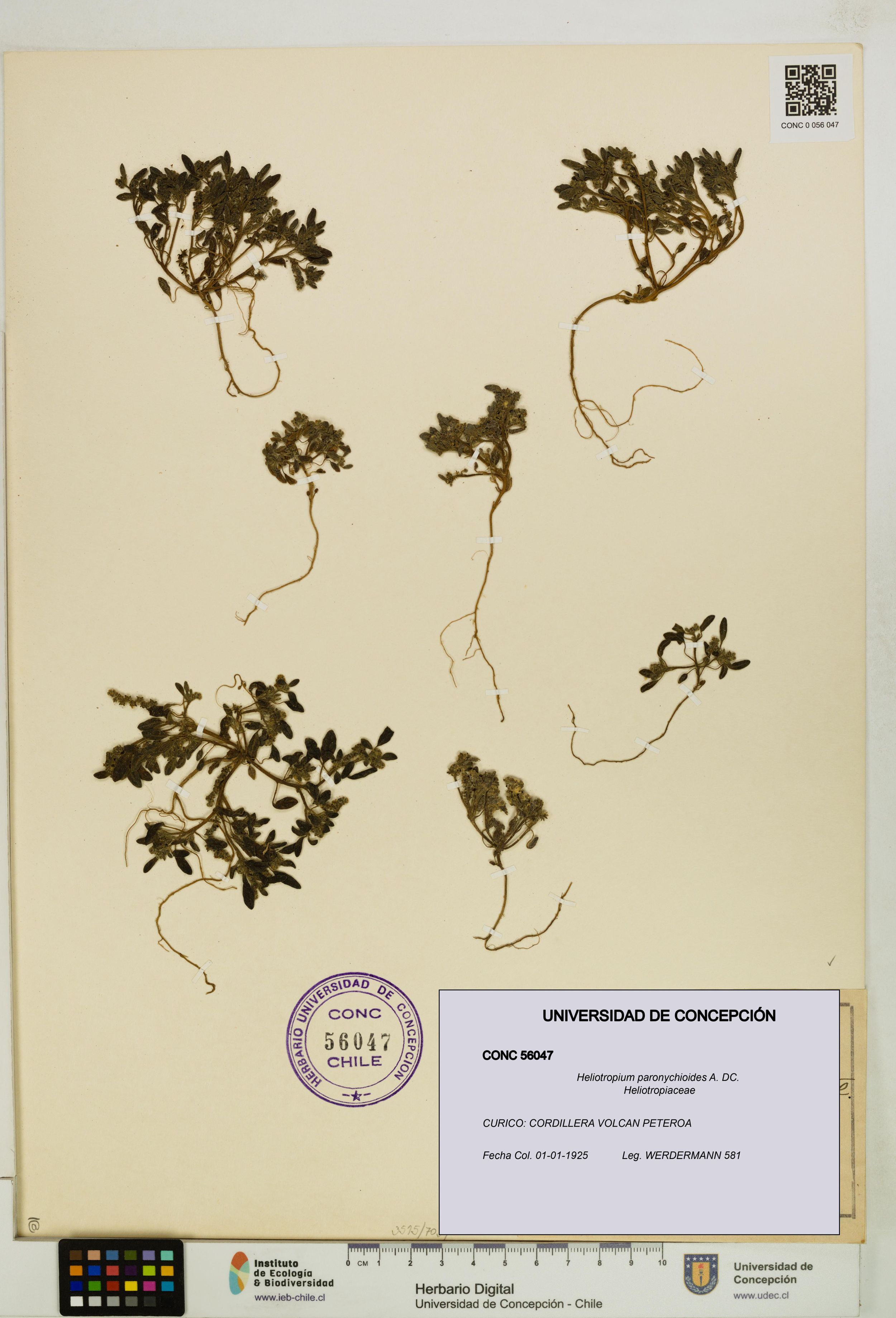 Heliotropium paronychioides [Espécimen: ]