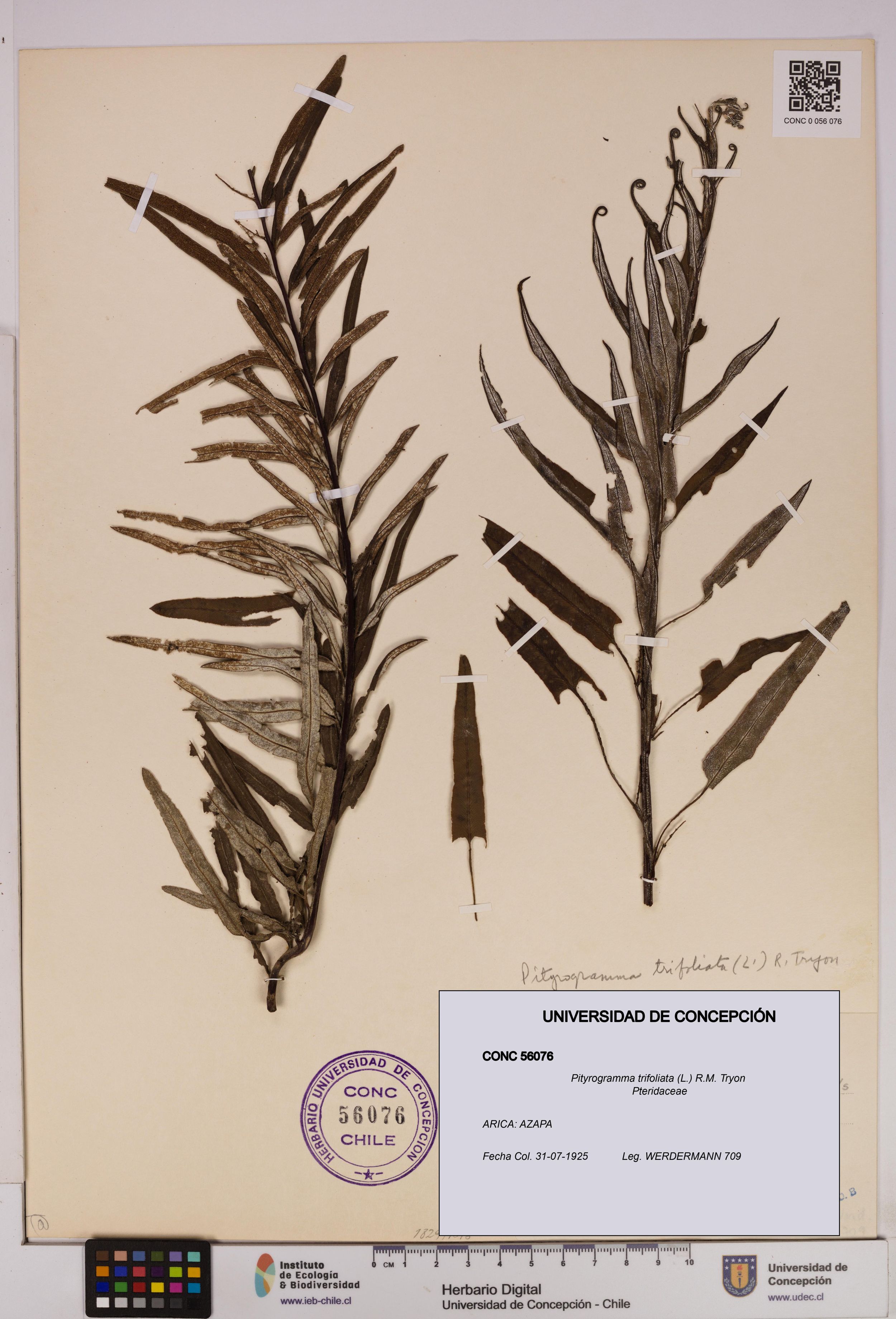 Pityrogramma trifoliata [Espécimen: ]