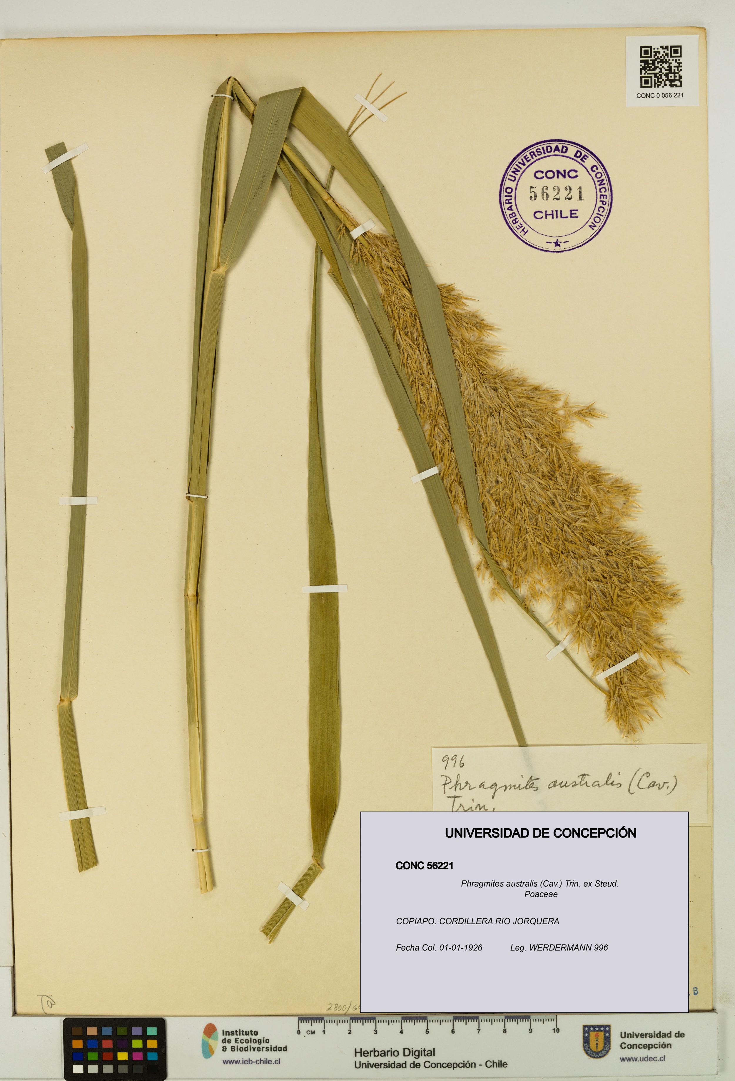 Phragmites australis [Espécimen: ]