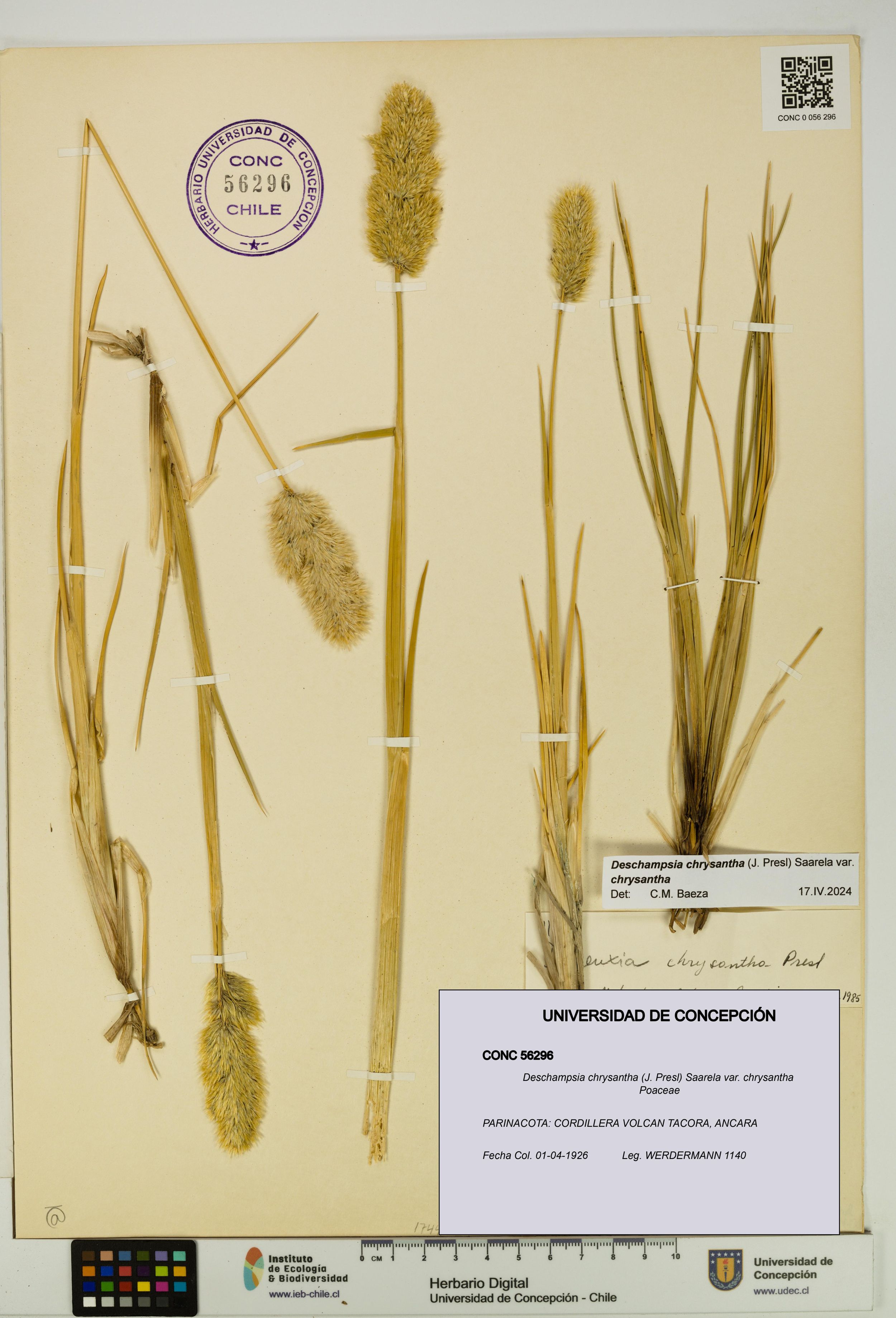 Deschampsia chrysantha var. chrysantha [Espécimen: ]