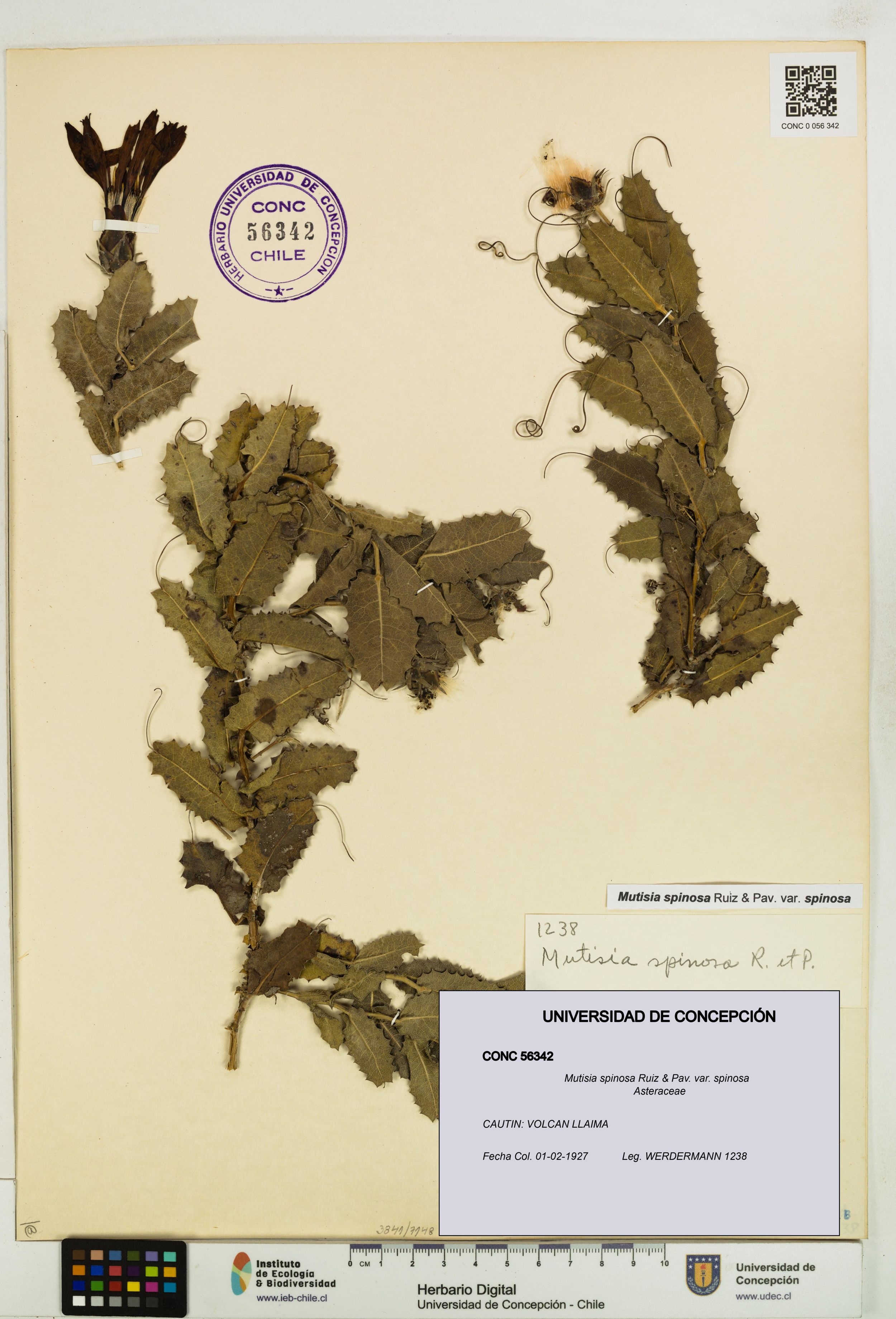 Mutisia spinosa var. spinosa [Espécimen: ]