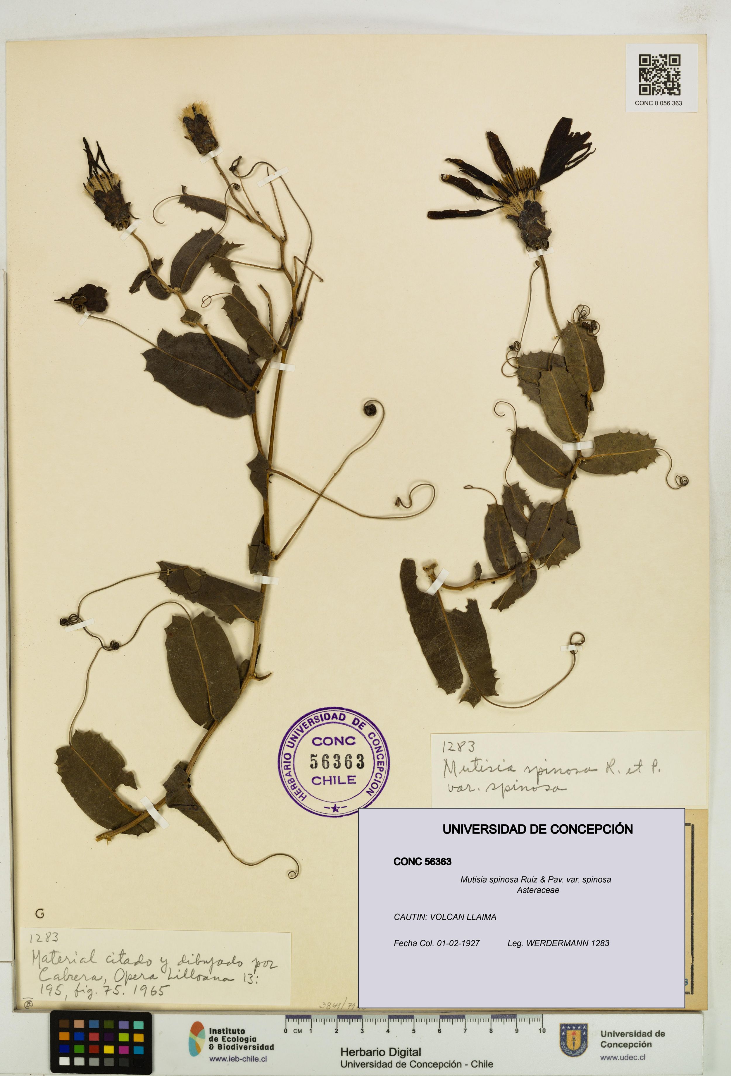 Mutisia spinosa var. spinosa [Espécimen: ]
